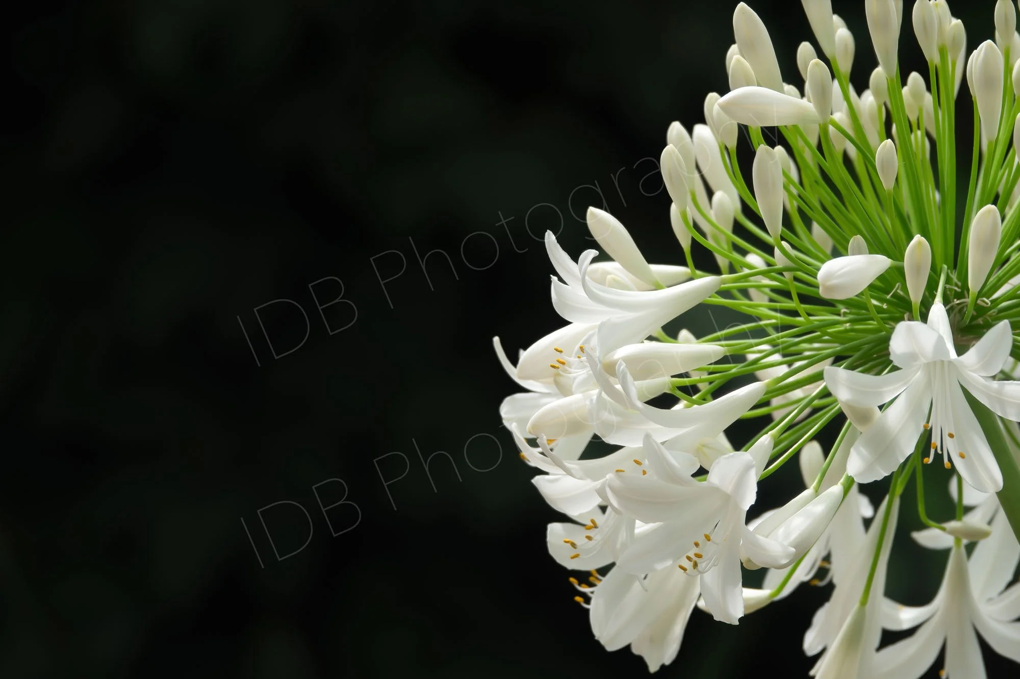 A large section of a flower head of Agapanthus africanus 'Albus' showing a number of florets on a black background.