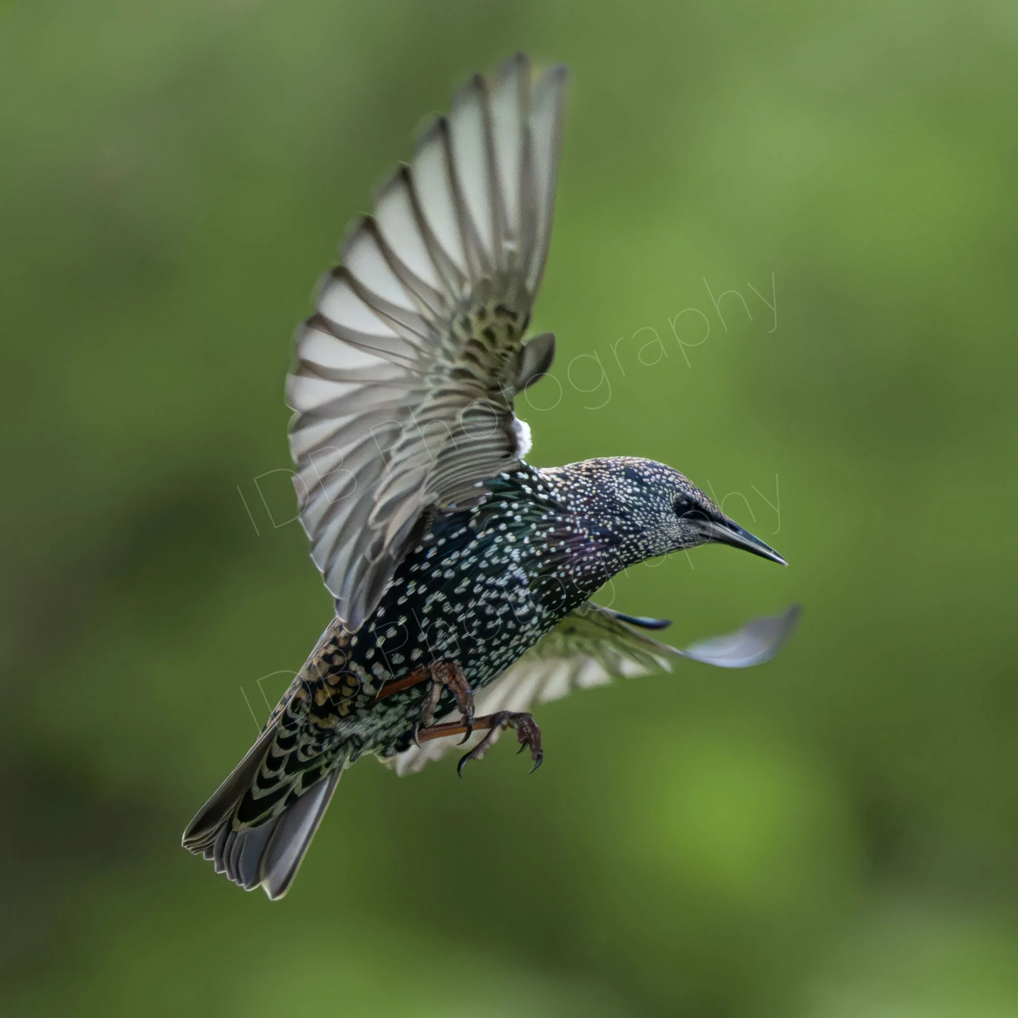 European Starling ( Sturnus vulgaris) in flight, side view, wings outstretched; green hazy background with a few green leaves; Kent, UK. 