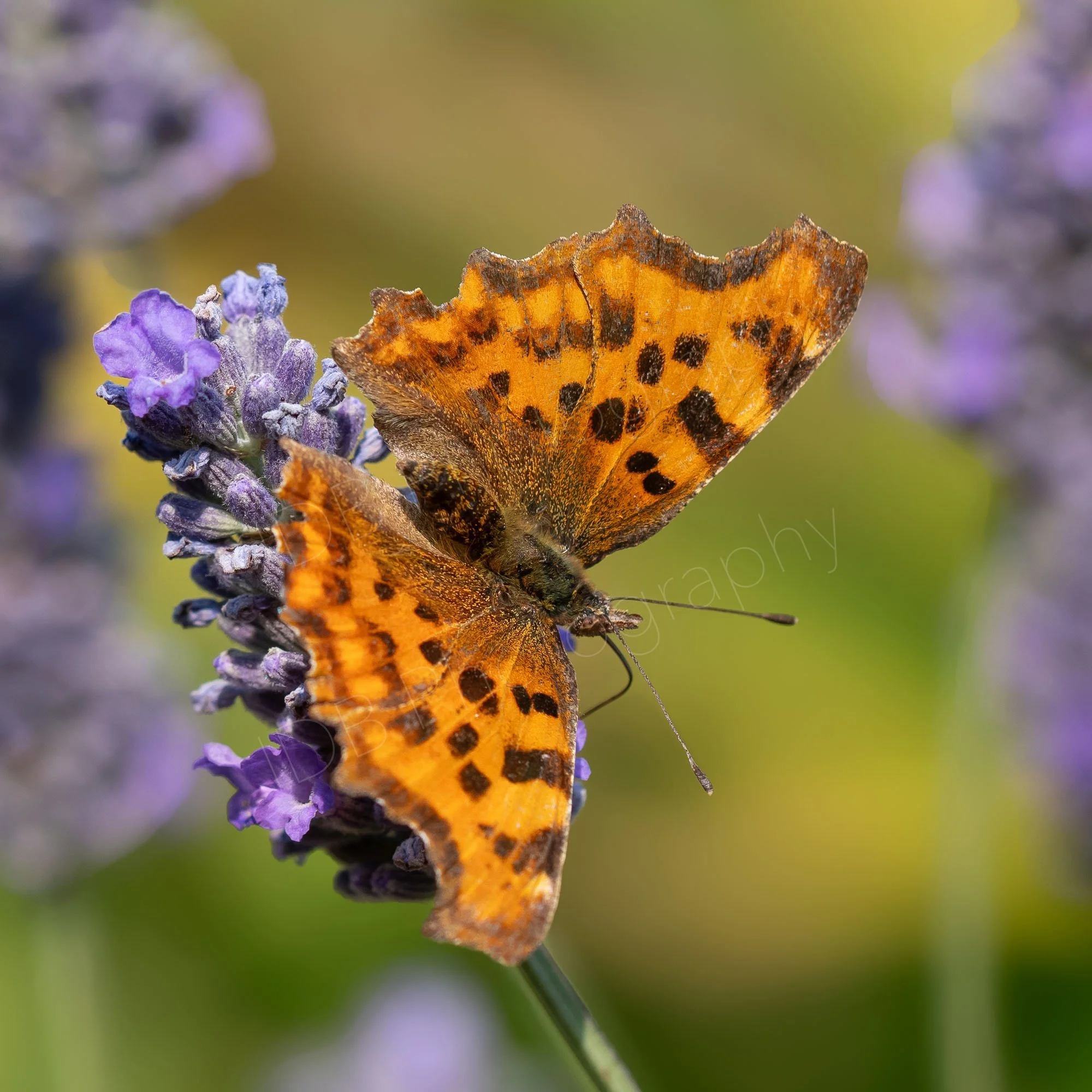 Comma butterfly (Polygonia c-album)  on a lavender flower. Hazy purple and gold background. Gloucestershire, UK.