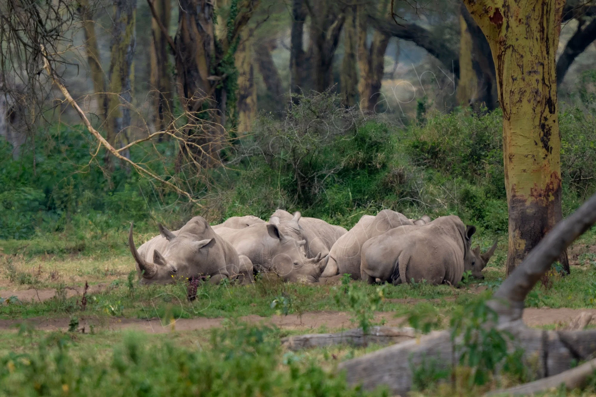 A group of White Rhino relaxing in the shade beneath a fever tree (Vachellia) at Lake Nakuru, Kenya.