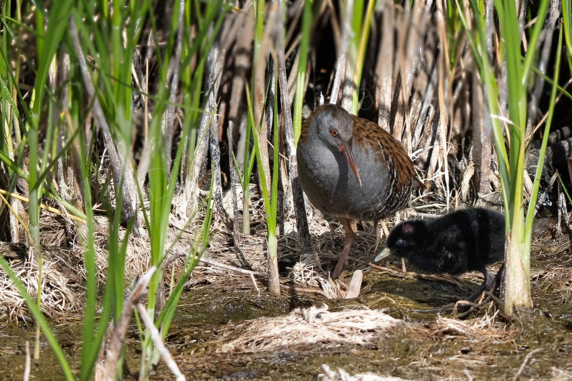 A rare image of an adult and chick Water Rail together in front of a and partly surrounded by  reeds at Oare Marshes Nature Reserve.