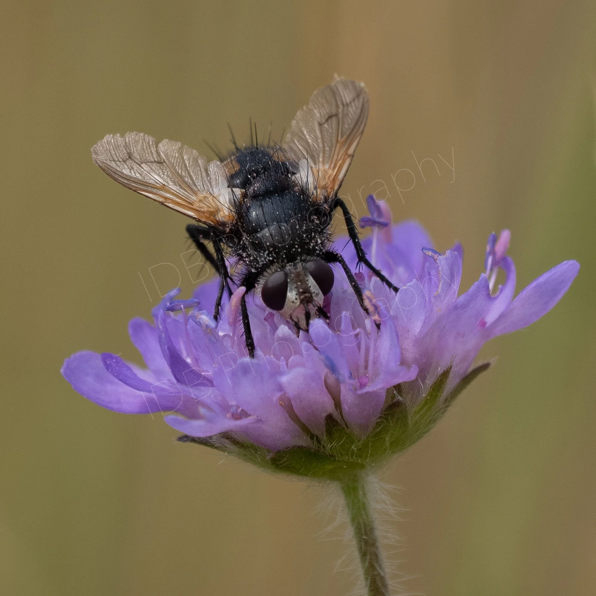 A tachinid fly, possibly Nowickia ferox on a wild lilac colour scabious flower. Browny green bokeh background. Gloucestershire, UK.