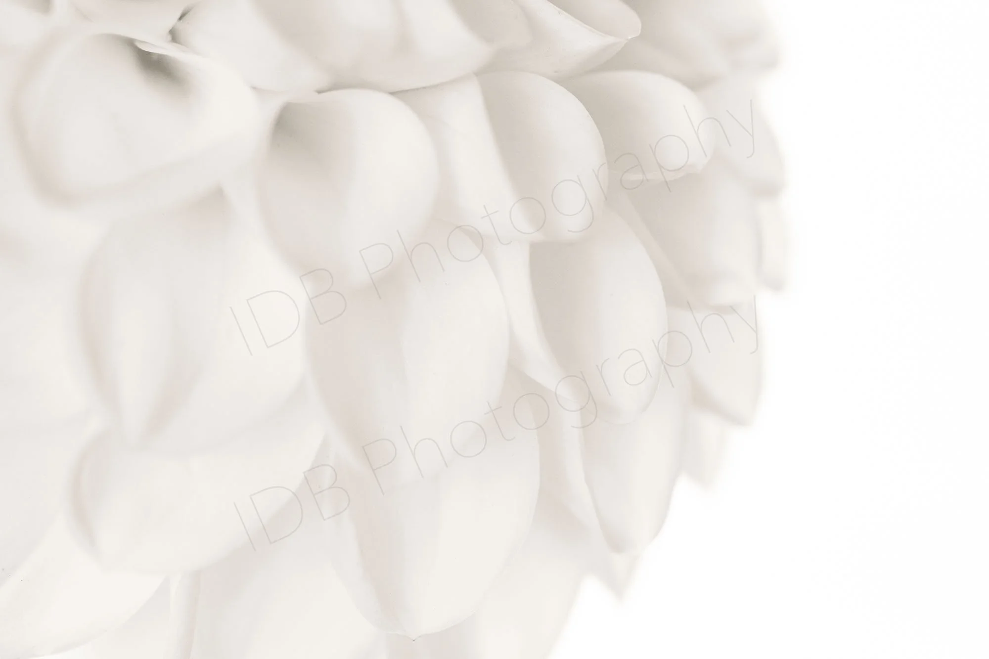 A high-key image of a section of a white dahlia flower head, Dahlia Boom-Boom white.