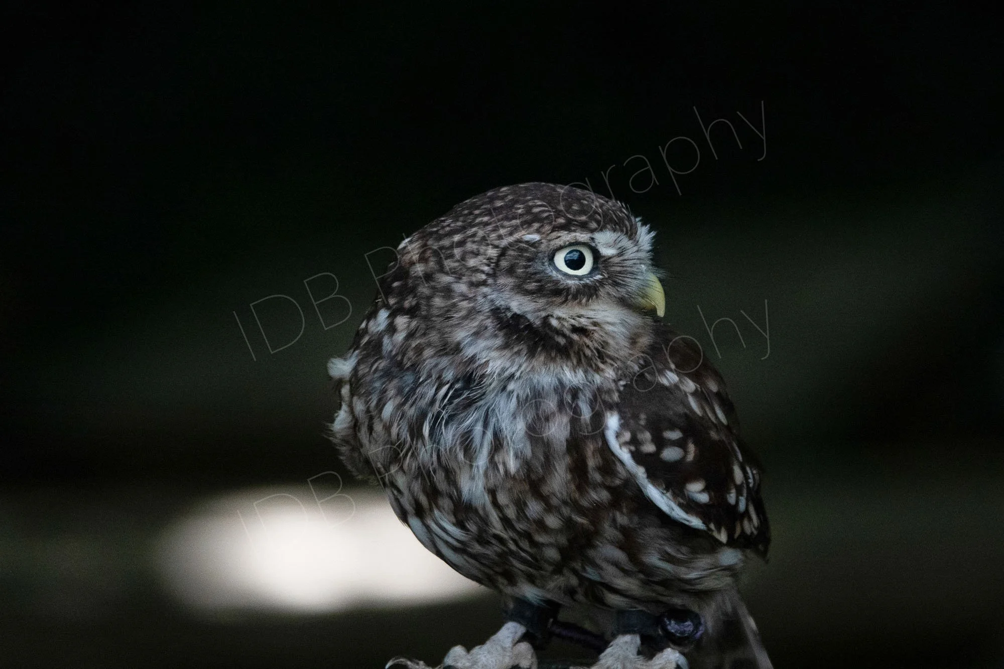 Little Owl with very dark background with light highlight, East Sussex, UK.