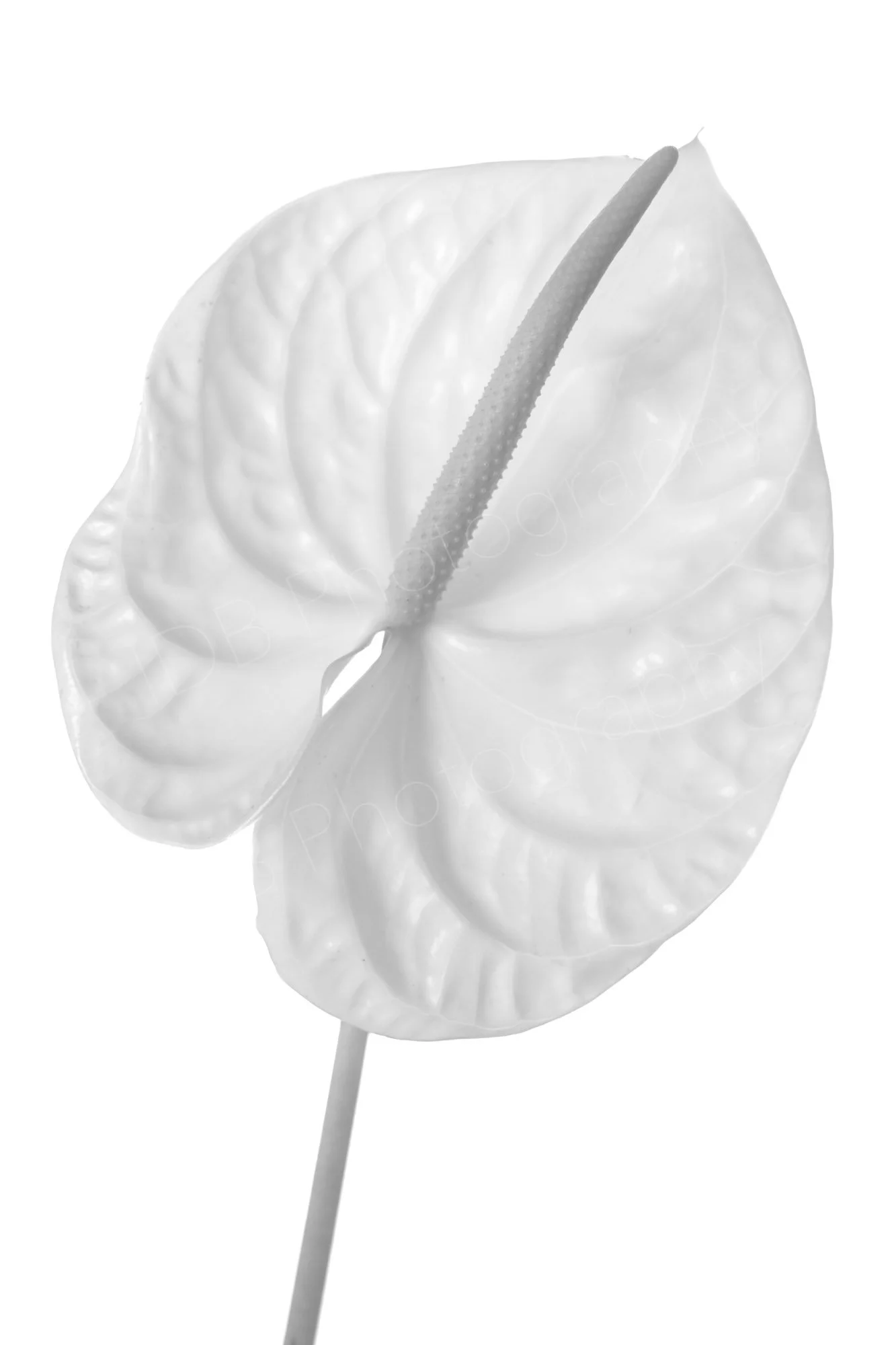 A black and white photograph of an anthurium flower with a heart-shaped spathe and a spadix in the center.