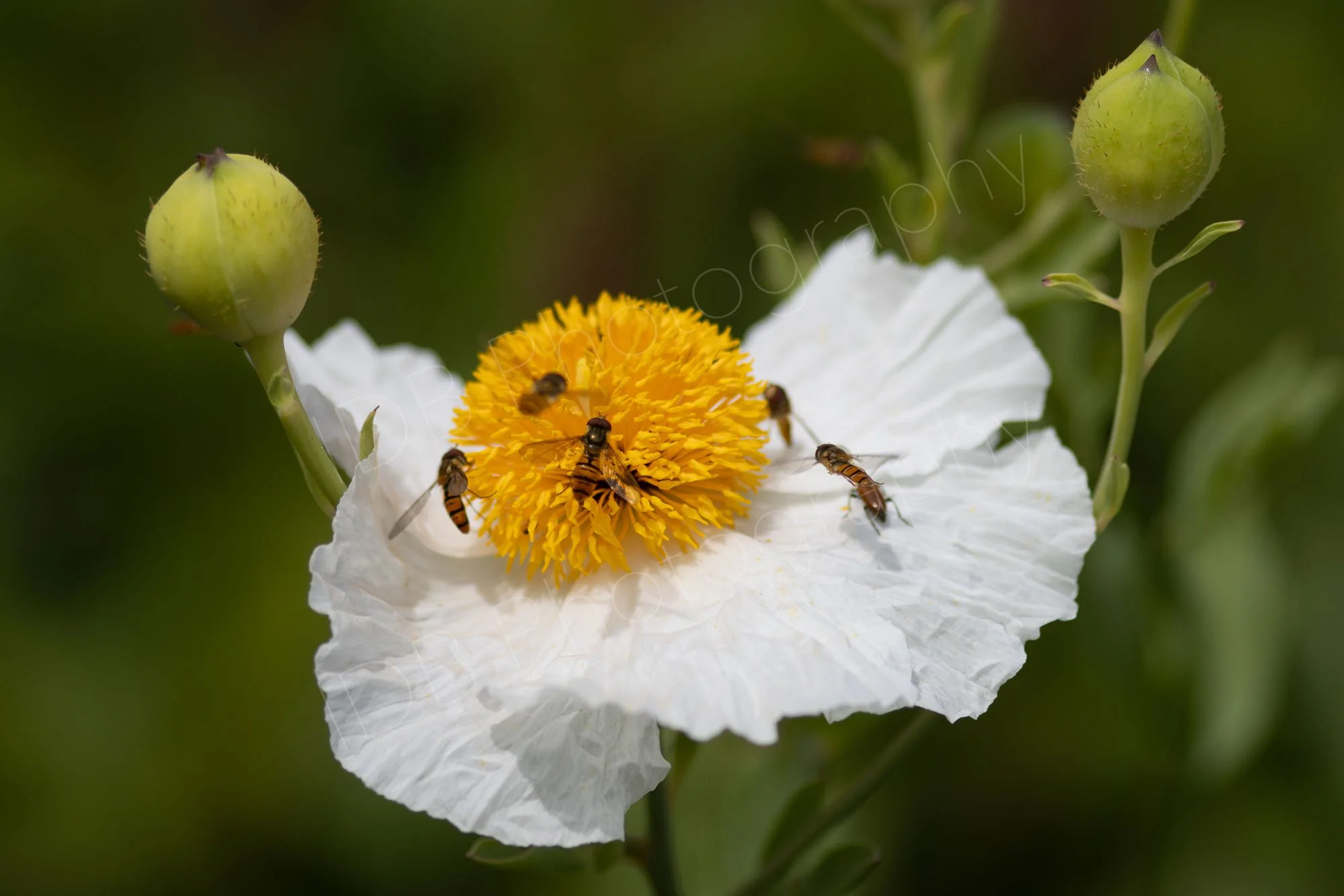 A white Californian tree poppy (Romneya coulteri) with 2 unopened buds and a nice green bokeh background. A number of Marmalade hoverfly (Episyrphus balteatus) can be  seen on the flower. Norfolk, UK.