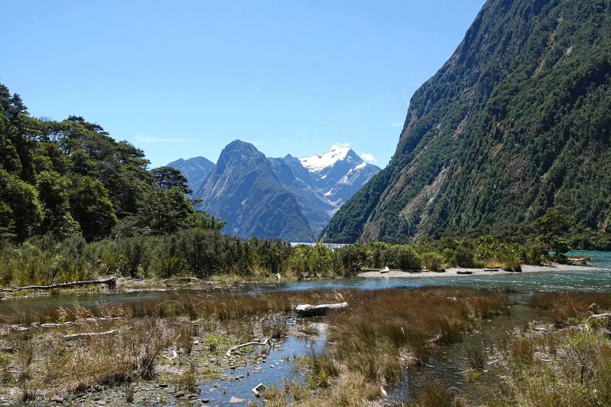 Milford Sound, Southlands, NZ, marshland area with steep mountains and snow capped peak in the background.