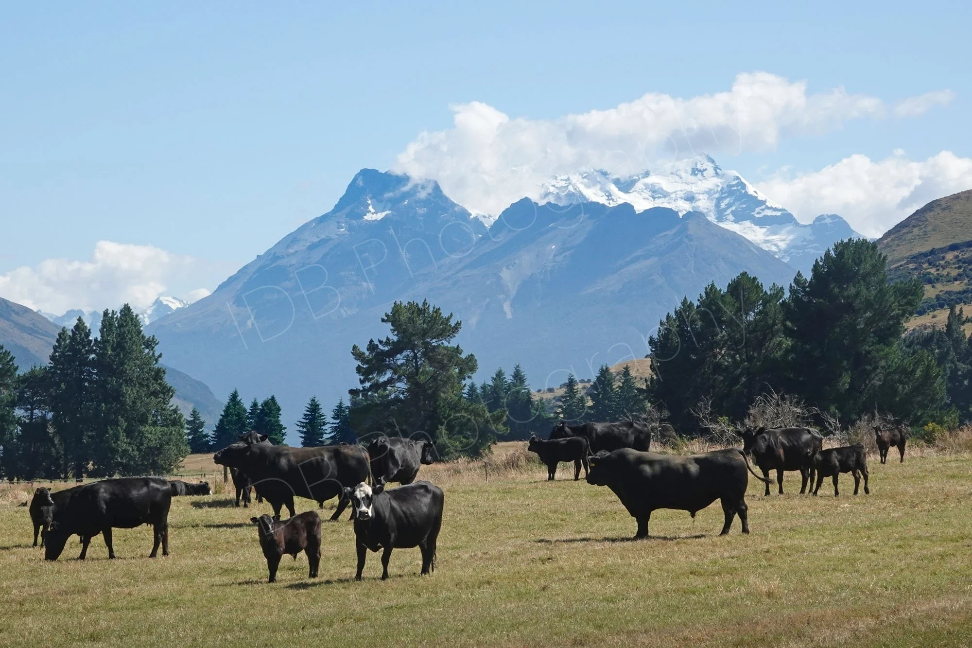 Angus cattle in a field with trees and snow capped mountains in the background near Glenorchy, Otago, New Zealand.