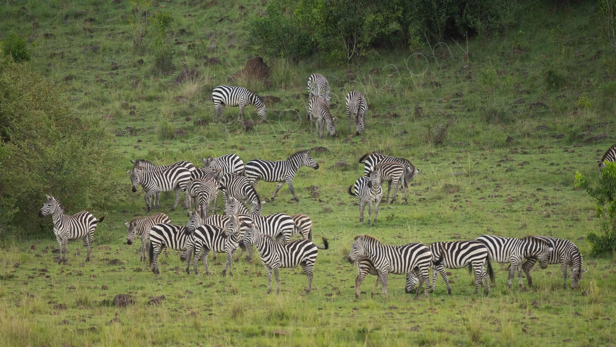 Herd of Zebra near the banks of the Mara River, Kenya.