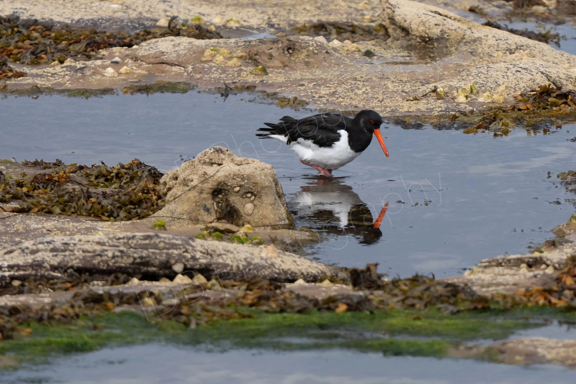 A Eurasian oystercatcher (Haematopus ostralegus) (and it's reflection) searching the rock-pools in Northumberland, UK.