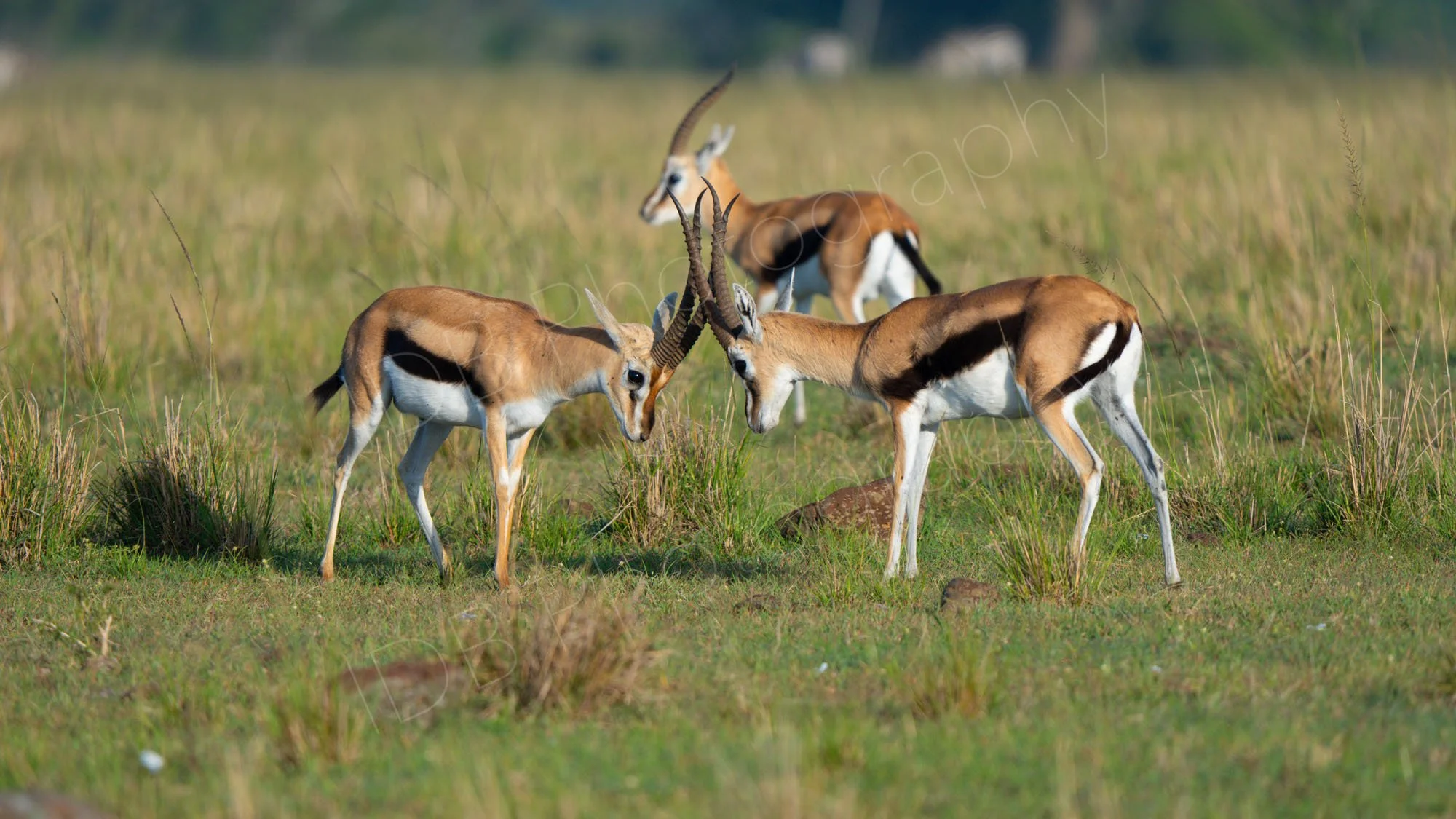 Group of three Thompson's Gazelles with two at play locking horns, Masai Mara, Kenya.