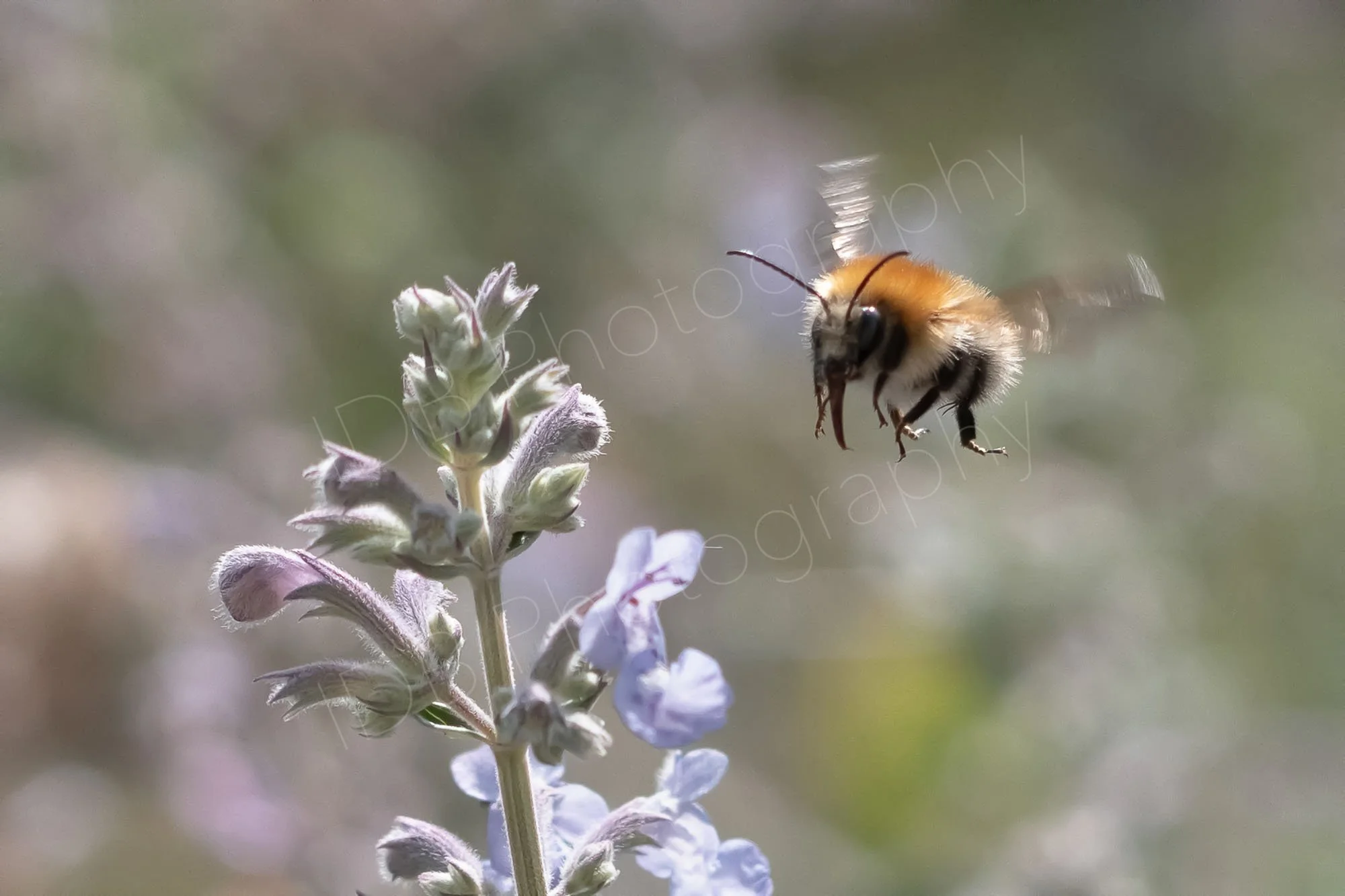 A Common Carder Bee (Bombus pascuorum) mid-flight approaching a stem of Nepeta; nice bokeh background. Gloucestershire, UK.