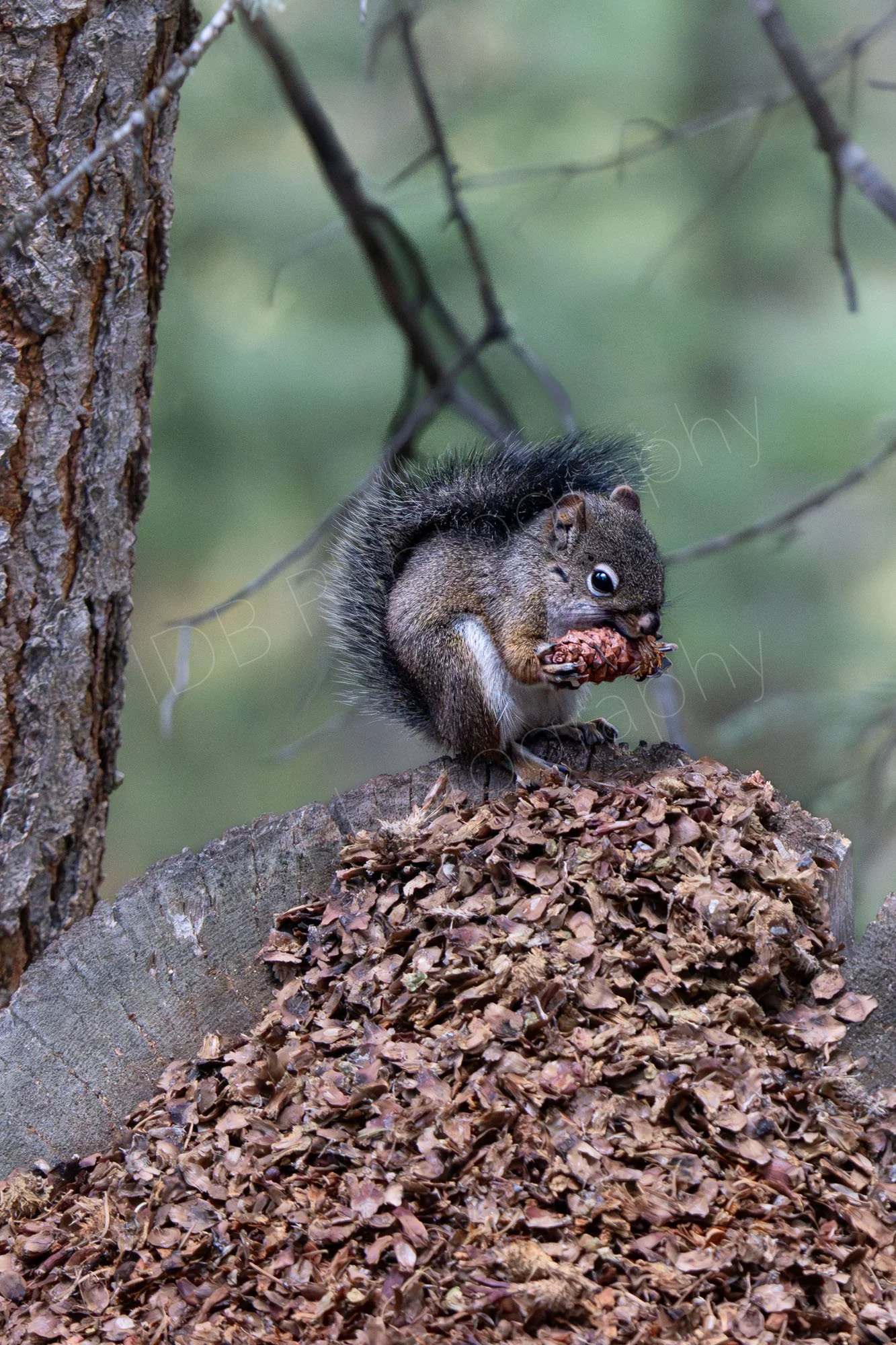 Pine squirrel/American red squirrel on a tree branch feeding on a pine cone, with a mound of discarded cone debris below; blurry green background. Colorado, USA.
