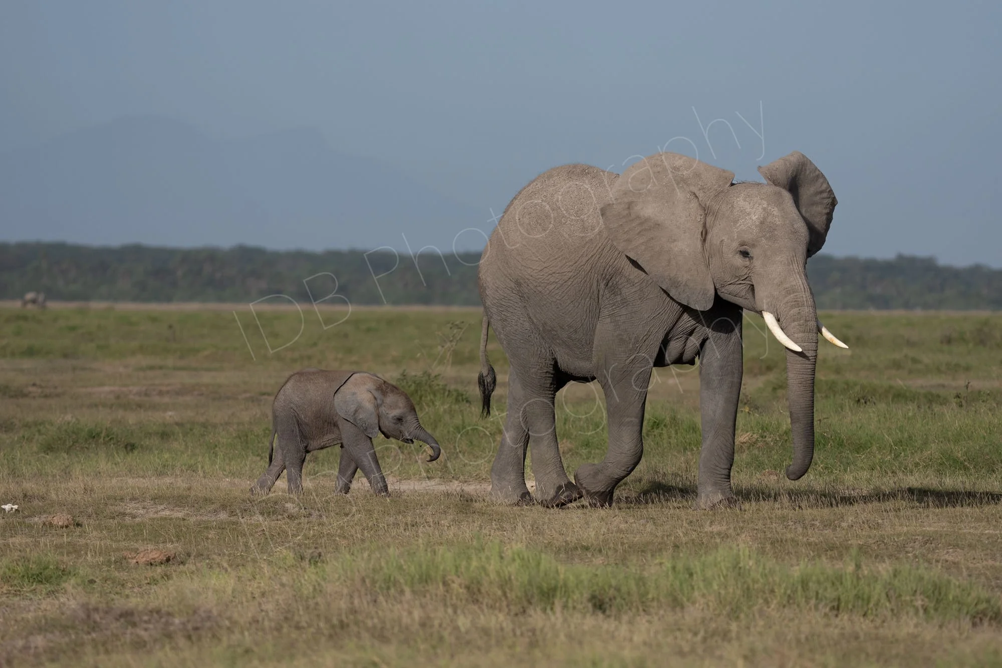 Mother and baby African bush elephant, Amboseli, Kenya.
