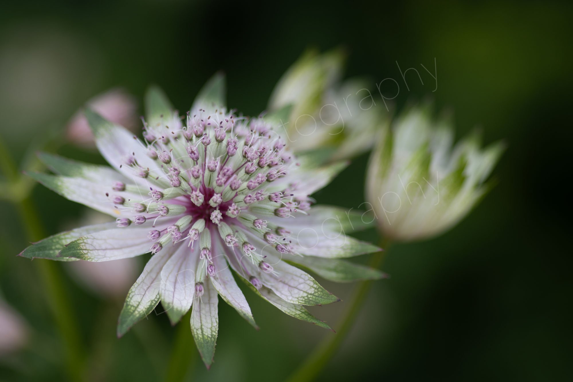 Astrantia major Shaggy (Astrantia major subsp. involucrata 'Shaggy') with two partially opened flowers on a hazy dark green background. Gloucestershire, UK.