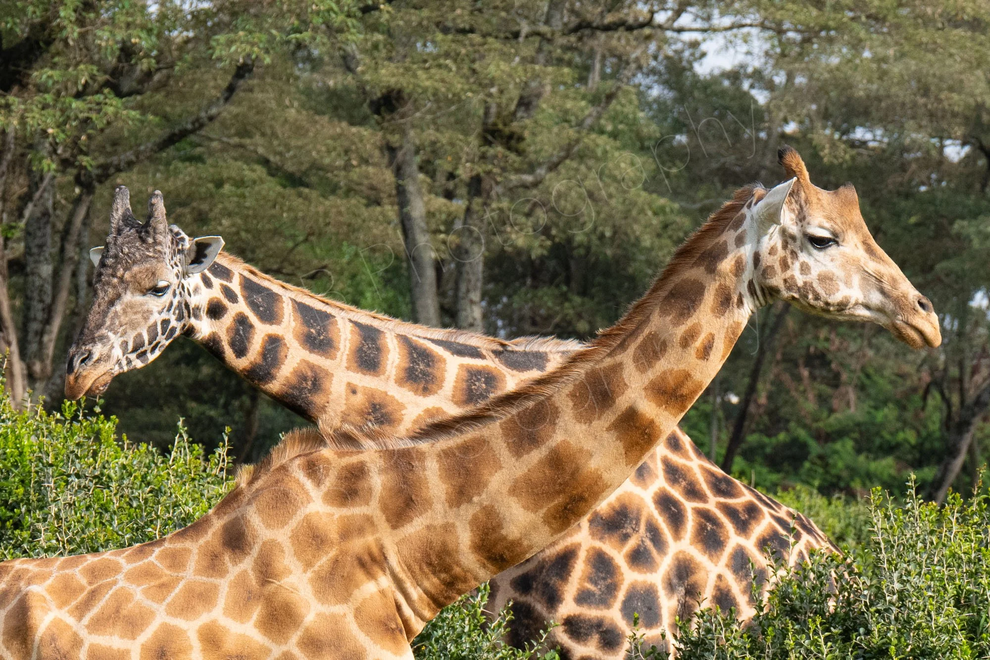 Male and female Rothschild's (Nubian) Giraffes with necks crossed and vegetation behind. Nairobi, Kenya.