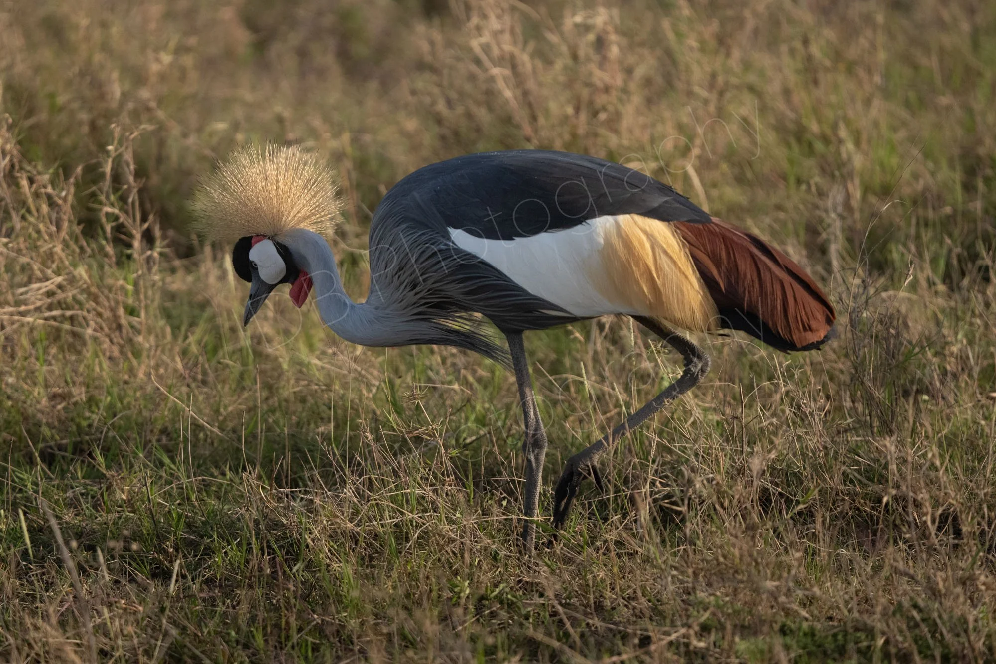 Crowned crane (Balearica regulorum) stooping in grassland, Amboseli, Kenya.