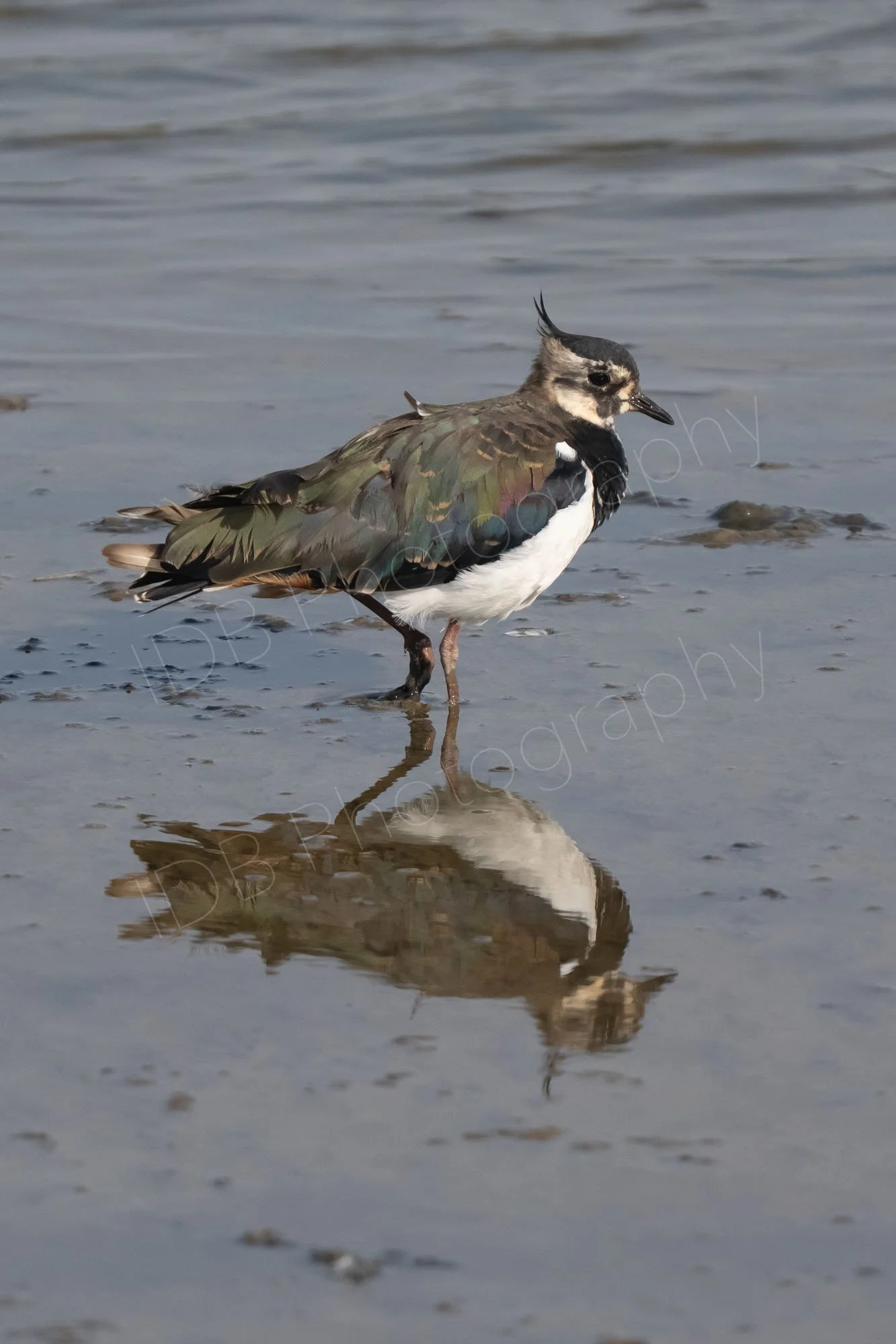 A dishevelled looking Northern lapwing (Vanellus vanellus) in shallow water with a nice reflection.  Titchwell Marsh, Norfolk, UK.