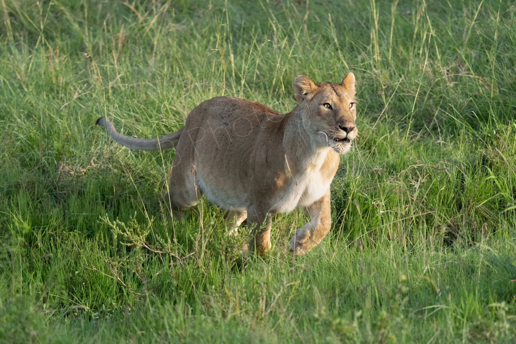 Lioness mid pounce on grassland in Masai Mara, Kenya.