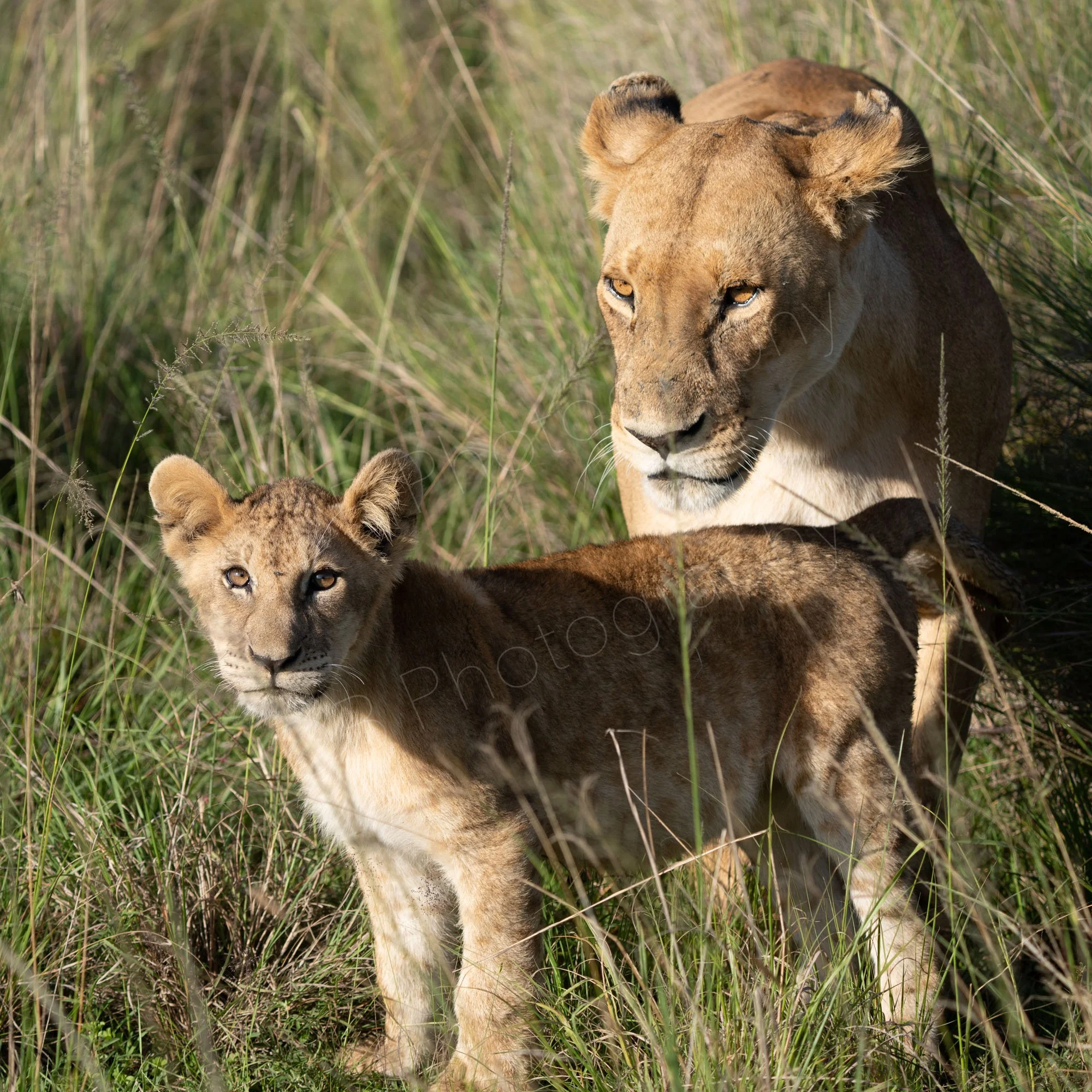 Close up  of lioness and cub surrounded by grass in Masai Mara, Kenya.