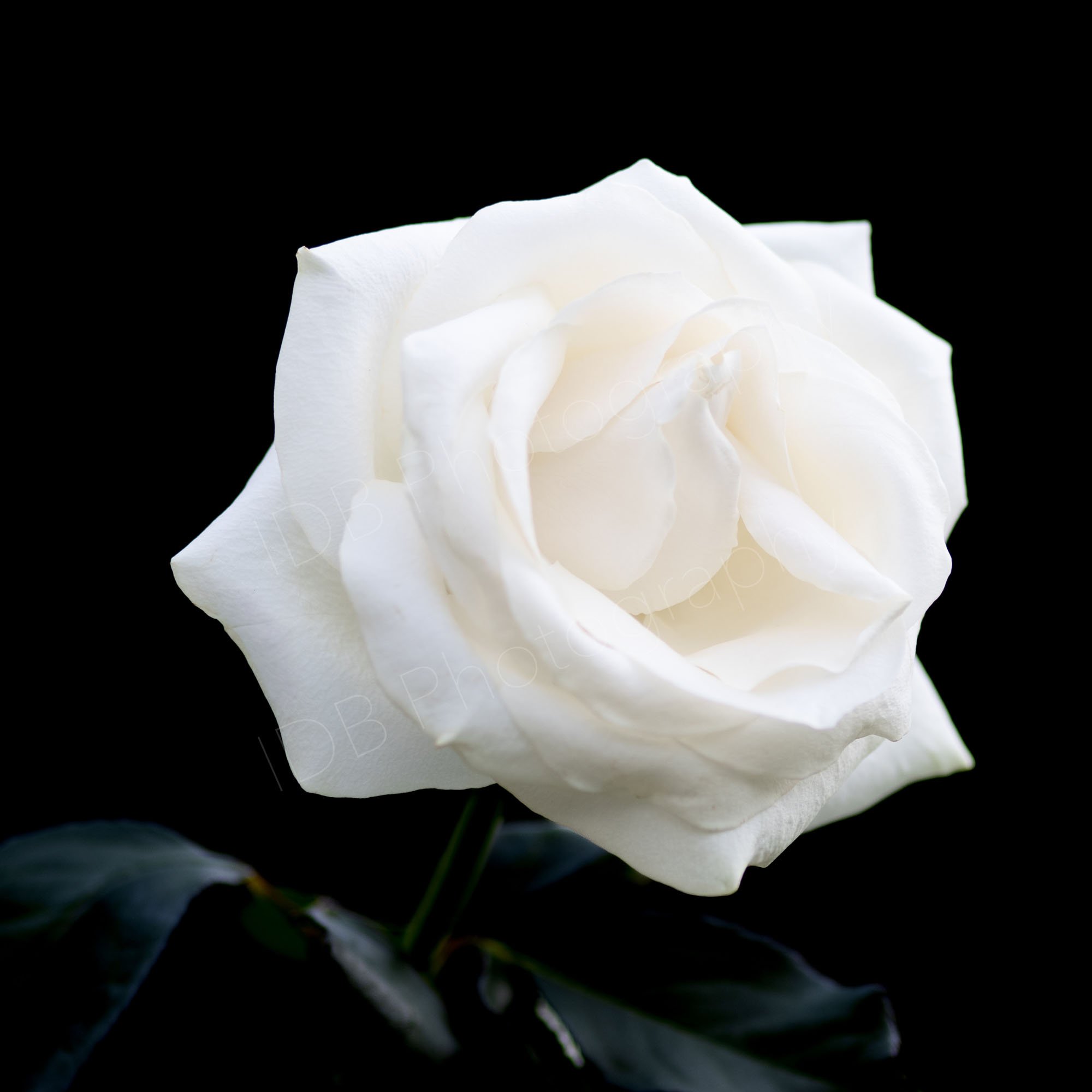 A lovely white hybrid tea rose with green leaves in shadow on a black background. Square image.