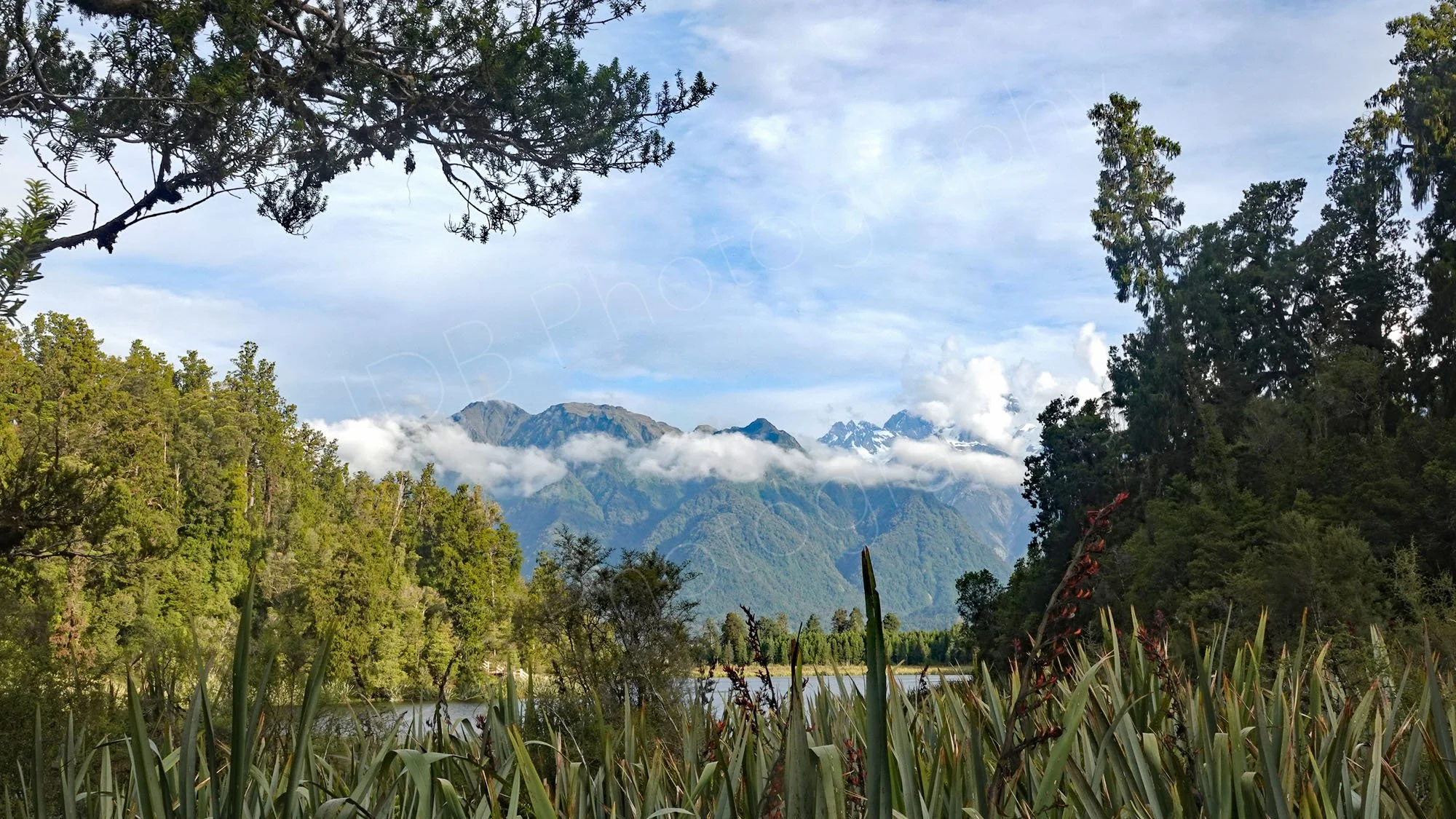 A scenic view of tall green trees and plants in the foreground, with snow-capped mountains and a partly cloudy sky in the background.