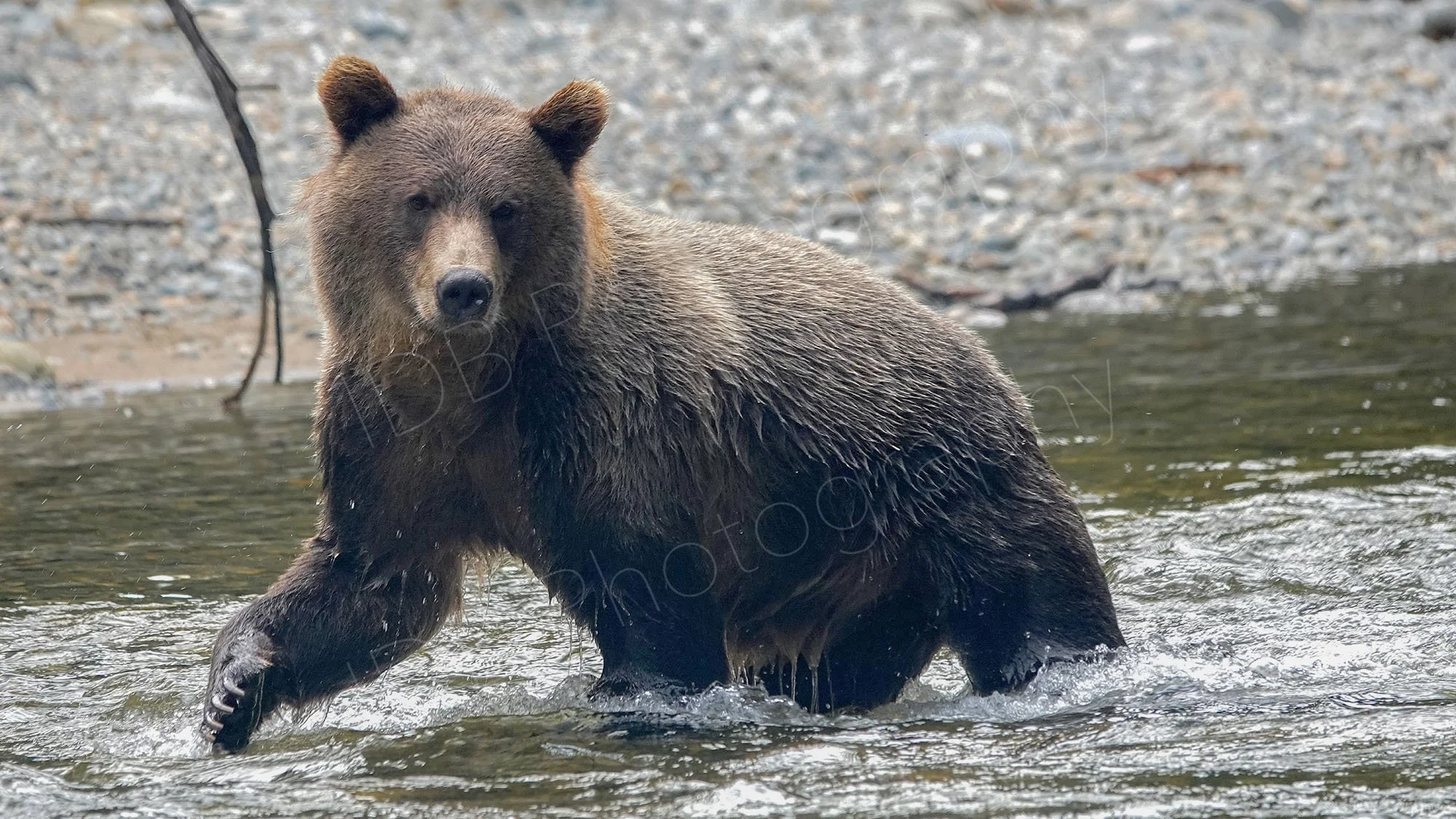 Female Grizzly Bear wading through water with a front leg outstretched and claws visible in the 
Great Bear Rainforest, British Columbia, Canada.