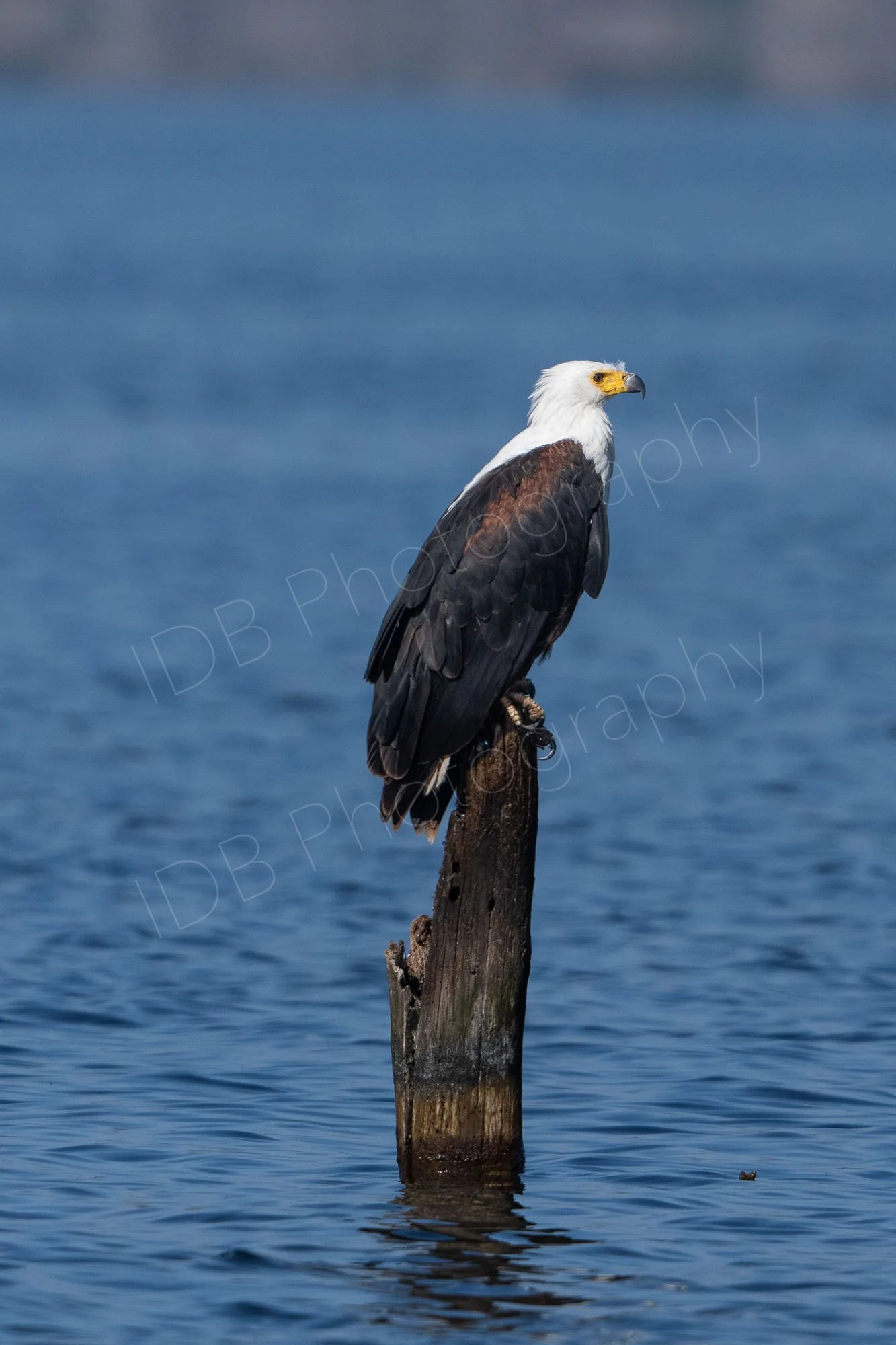 African Fish eagle (Icthyophaga vocifer)  sitting on a submerged tree trunk in Lake Nakuru, Kenya.