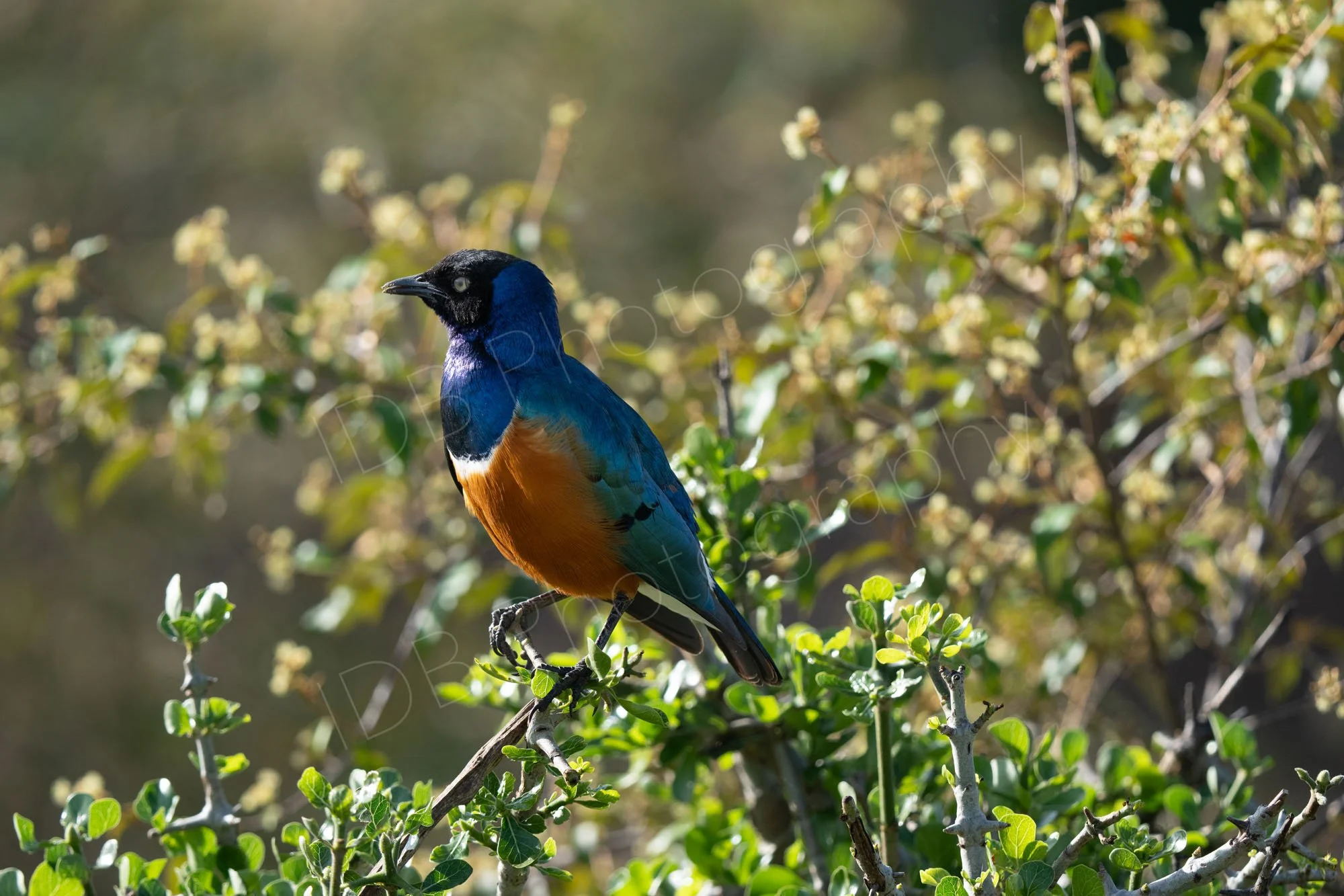 Beautiful Superb Starling (Lamprotornis superbus)  sitting on a shrub in the Masai Mara, Kenya.