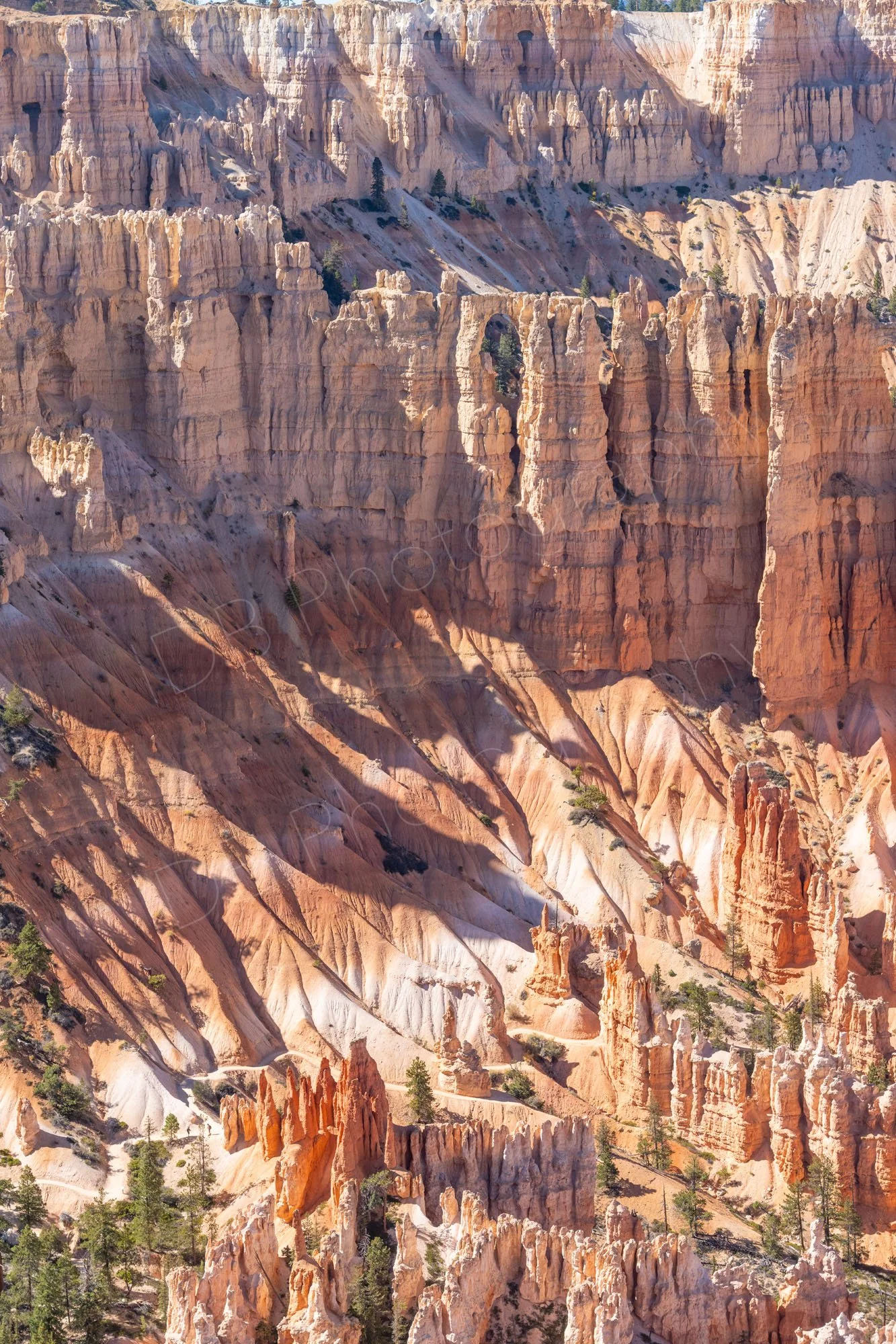 Orange, pink and white hoodoos with scattered pine trees at Bryce Canyon amphitheatre, Utah.