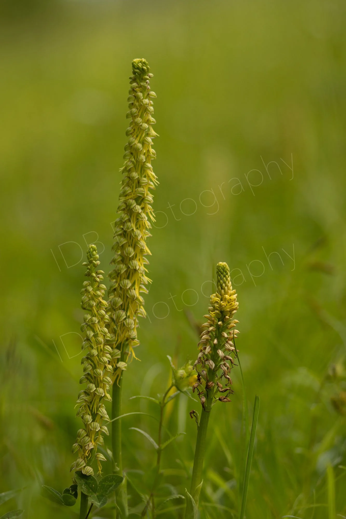 A cluster of three Man Orchid flower heads (Orchis anthropophora) with a nice green bokeh background. Kent, UK.
