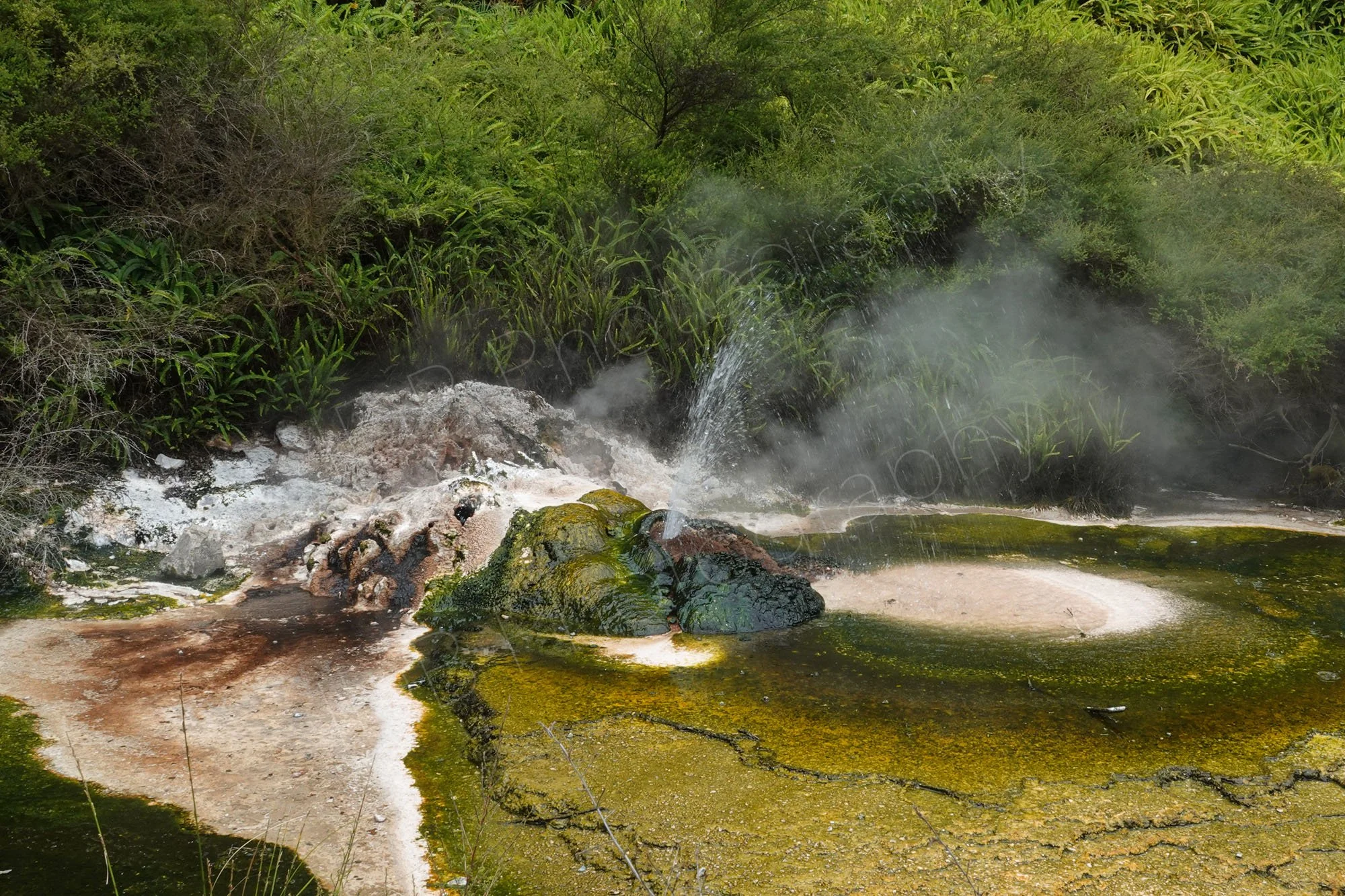 A water spurt and steam rising from green, white and brown volcanic deposits near vegetation at  Waimangu Volcanic Valley, NZ.