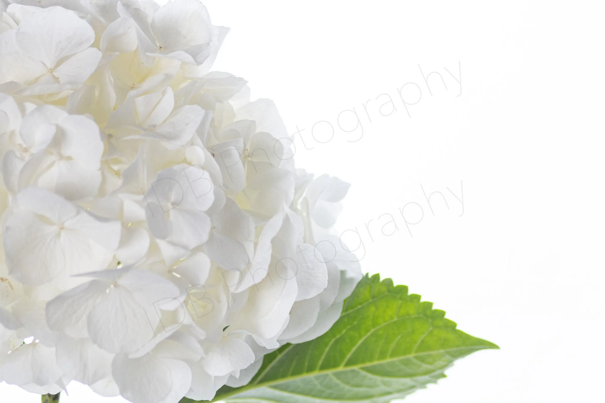 A close up high-key image of  white Hydrangea Macrophylla sepals and part of one green leaf, large area of white space to the side.
