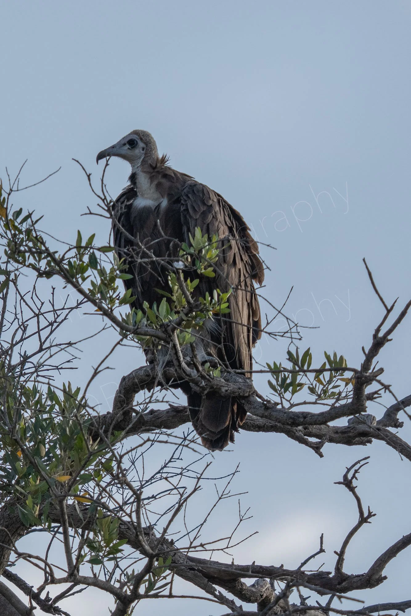 Hooded vulture (Necrosyrtes monachus) on a tree branch with blue sky background. Masai Mara, Kenya.