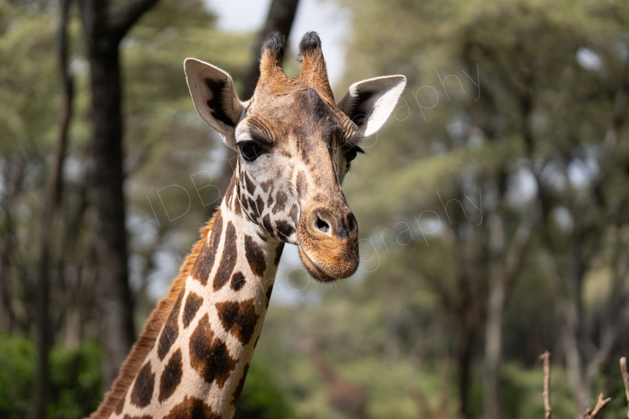 Close up of a Rothschild's (Nubian) Griraffe  with trees in the background. Nairobi, Kenya.