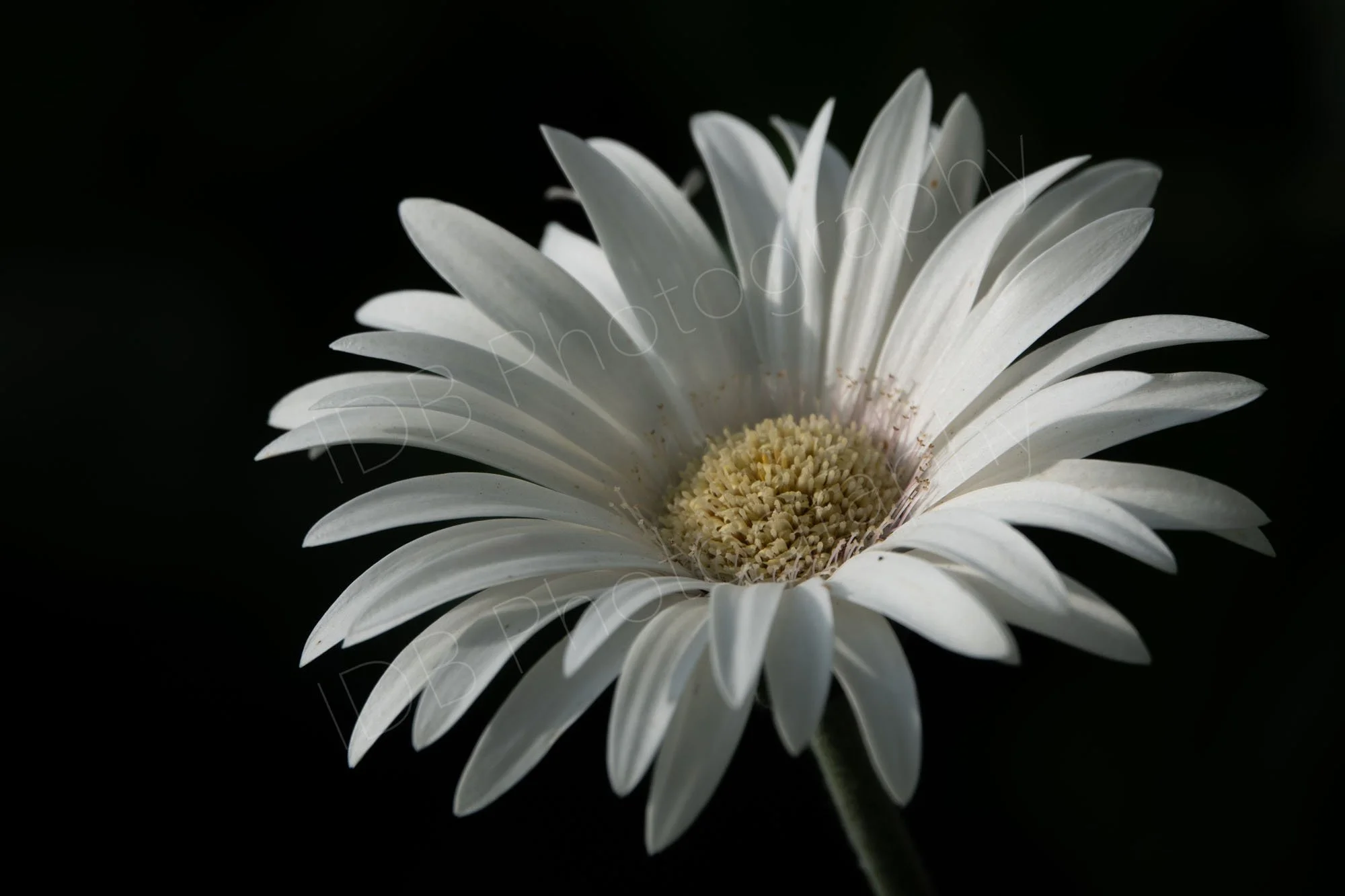 A flower head of a white Gerbera daisy on a black bachround.