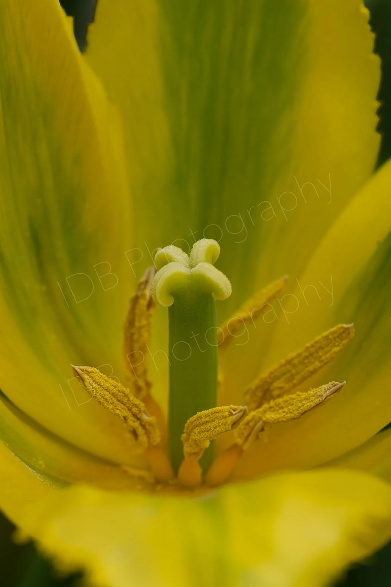 Close up of the inside of a yellow and green tulip flower possibly "Green Mile". Carpels, stamens and petal colours are clearly seen on a black background, Kent, UK. 