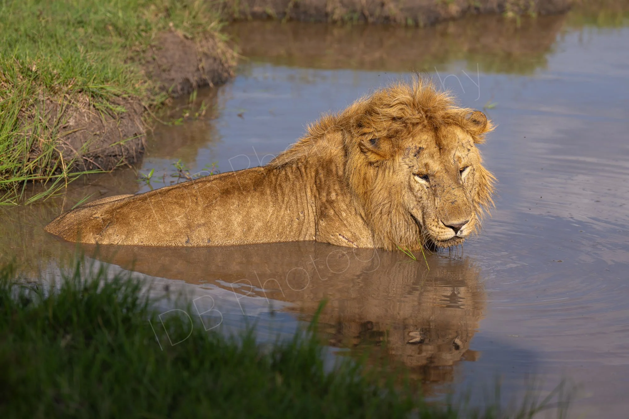 Male lion cools down by lying down in a pond of water in Masai Mara, Kenya.