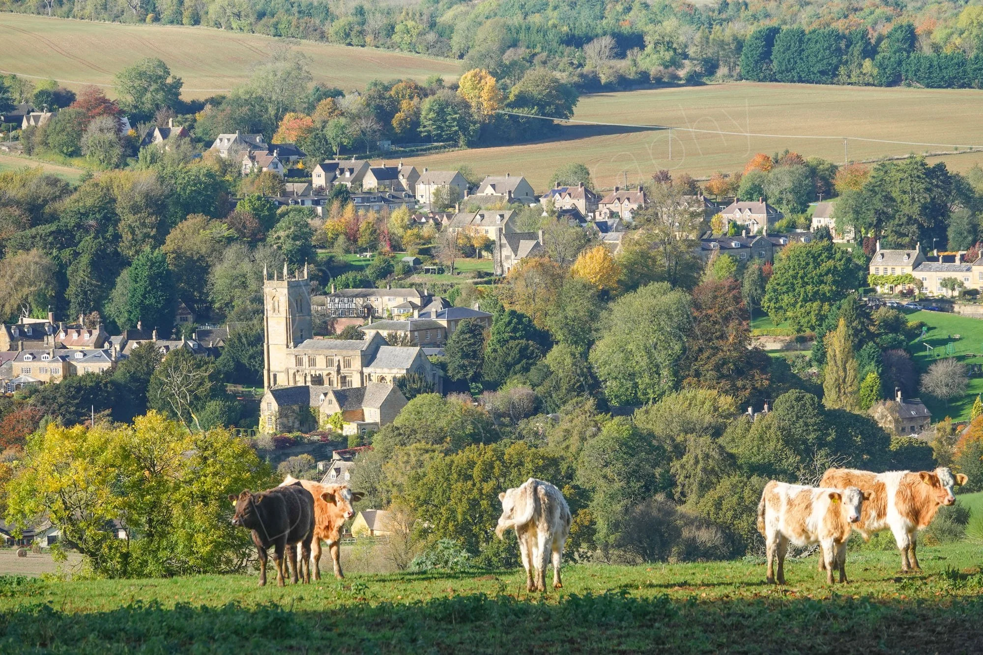 A view from Blockley hill over the church and houses of Blockley village and surrounding fields in the Cotswolds, cows graze in the foreground.
