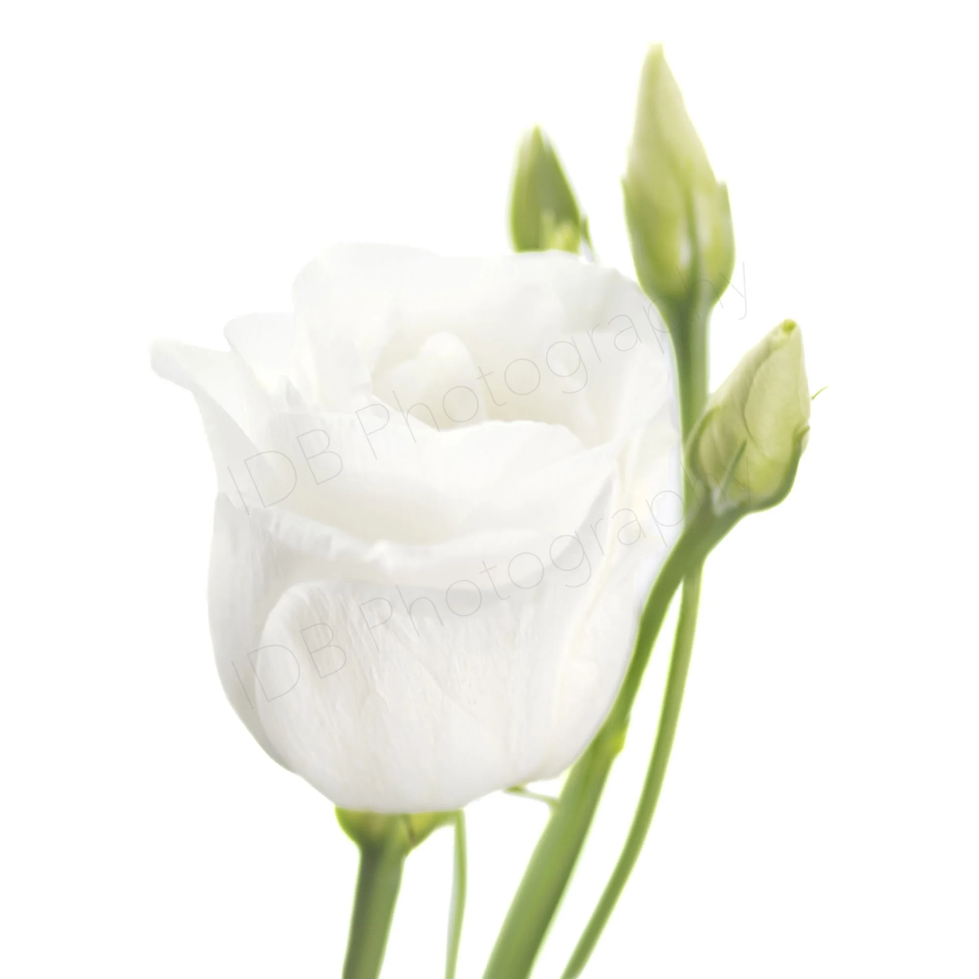 A high-key white on white image of a flower head of a Lisianthus (Eustoma grandiflorum) - Alissa, with three buds visible to the side and behind.