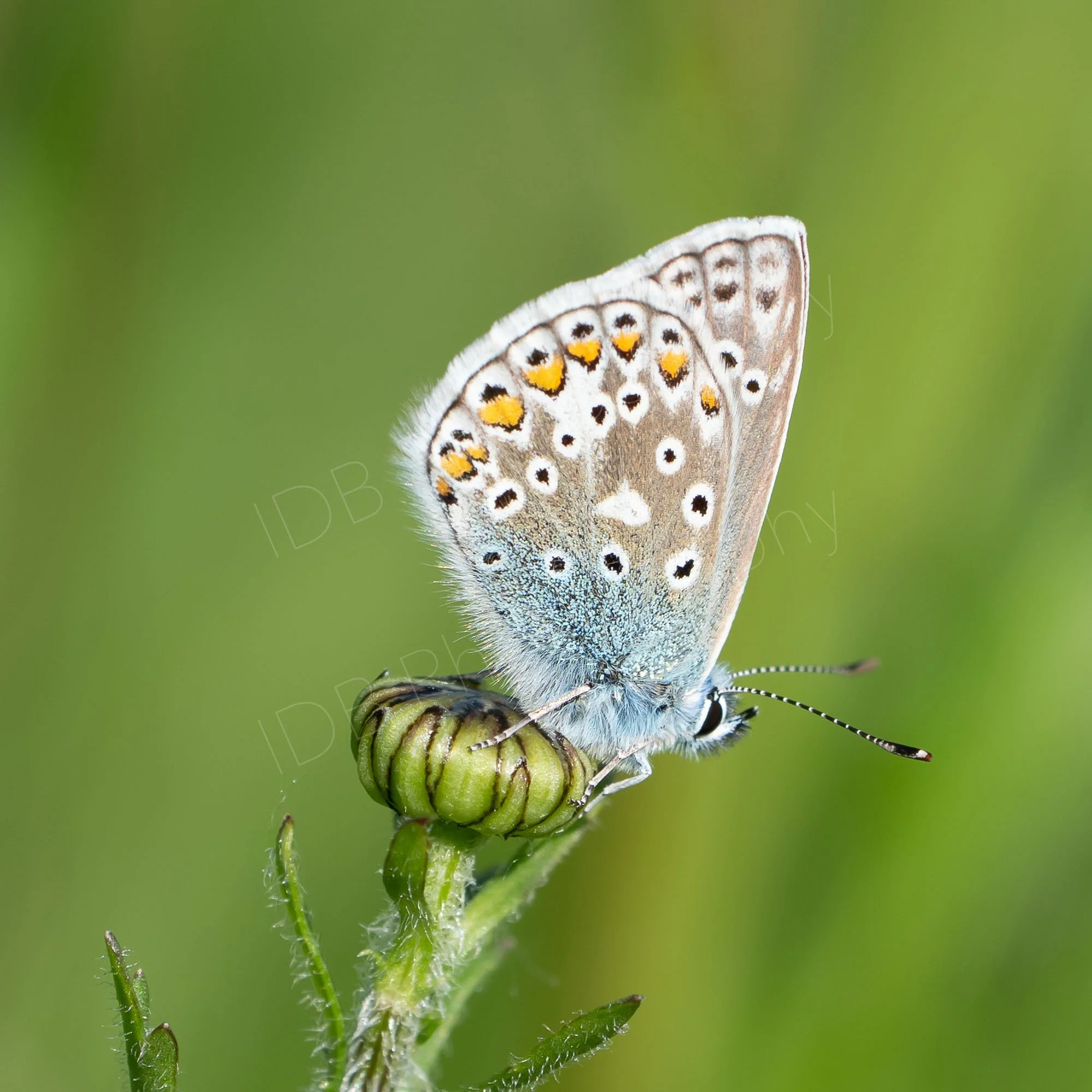 Common Blue butterfly (Polyommatus icarus) sitting on an unopened wild flower head, lovely green bokeh background. Gloucestershire UK.
