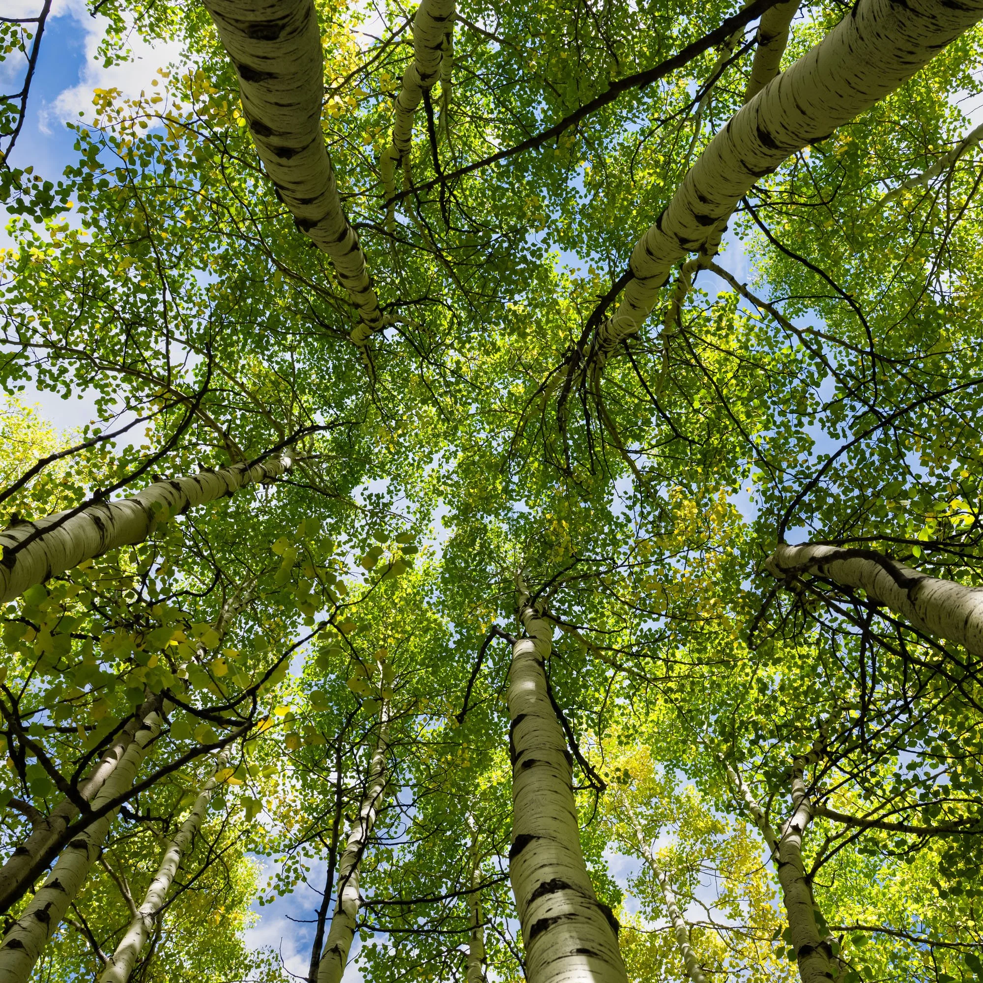 View from the ground looking skywards into a group of green/ yellow leafed aspen trees. Taken at Maroon Bells Lake, Aspen, Colorado.