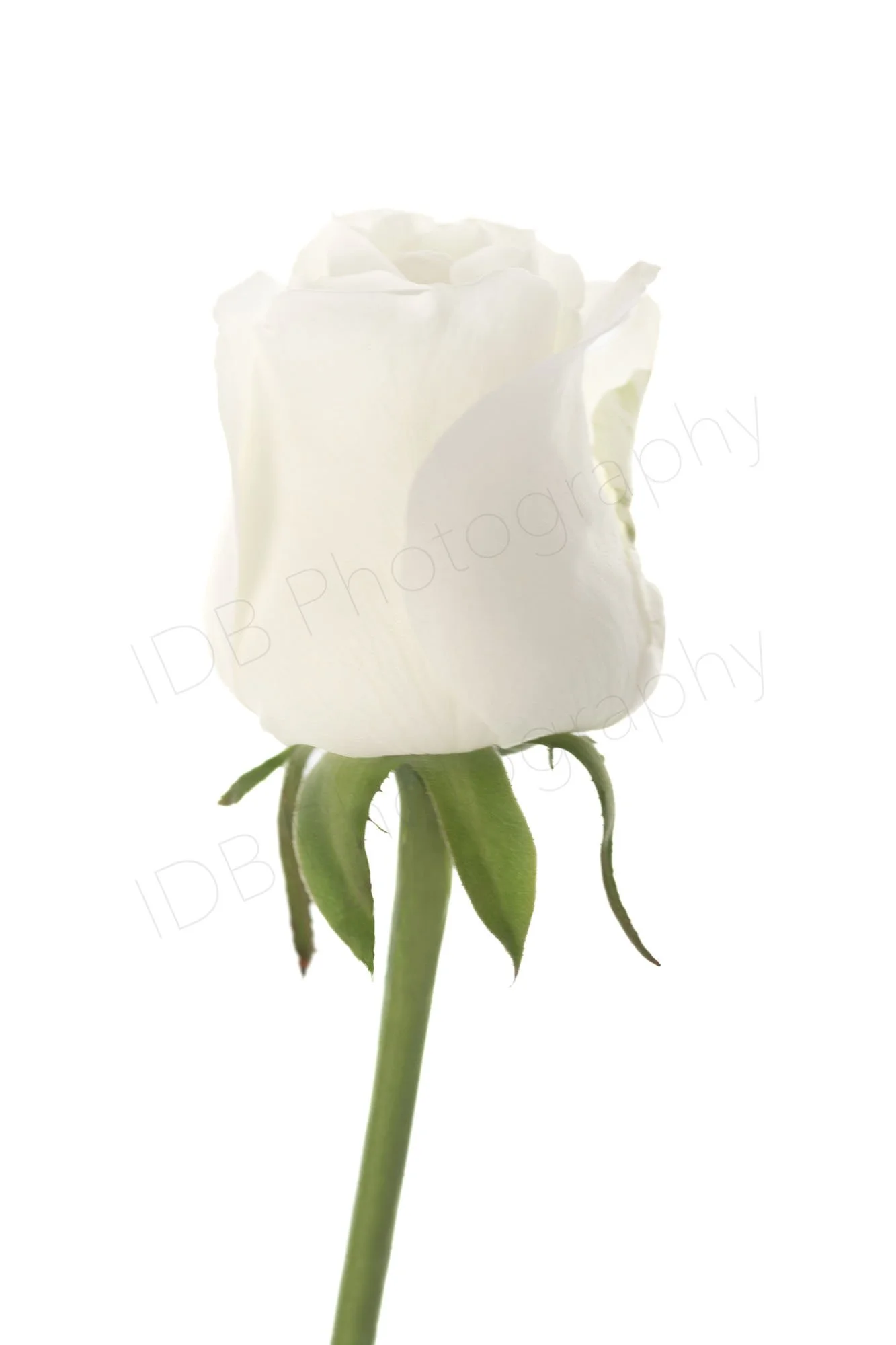 A high-key image of an  opening white rose, flower vertically oriented.