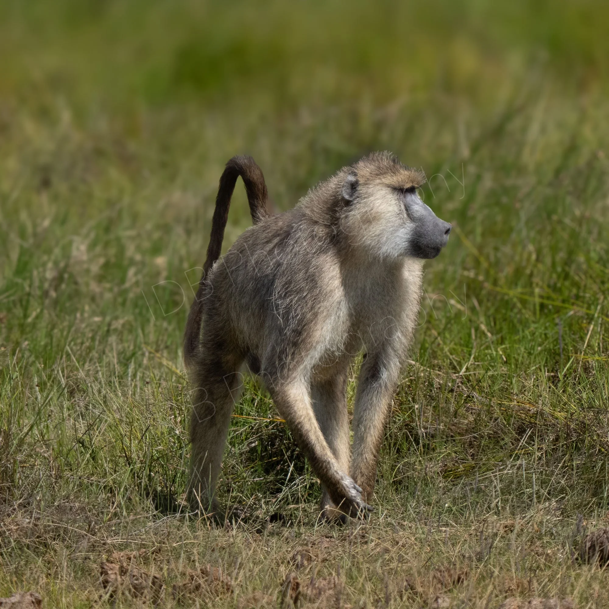 Yellow Baboon walking on grass, Amboseli, Kenya.