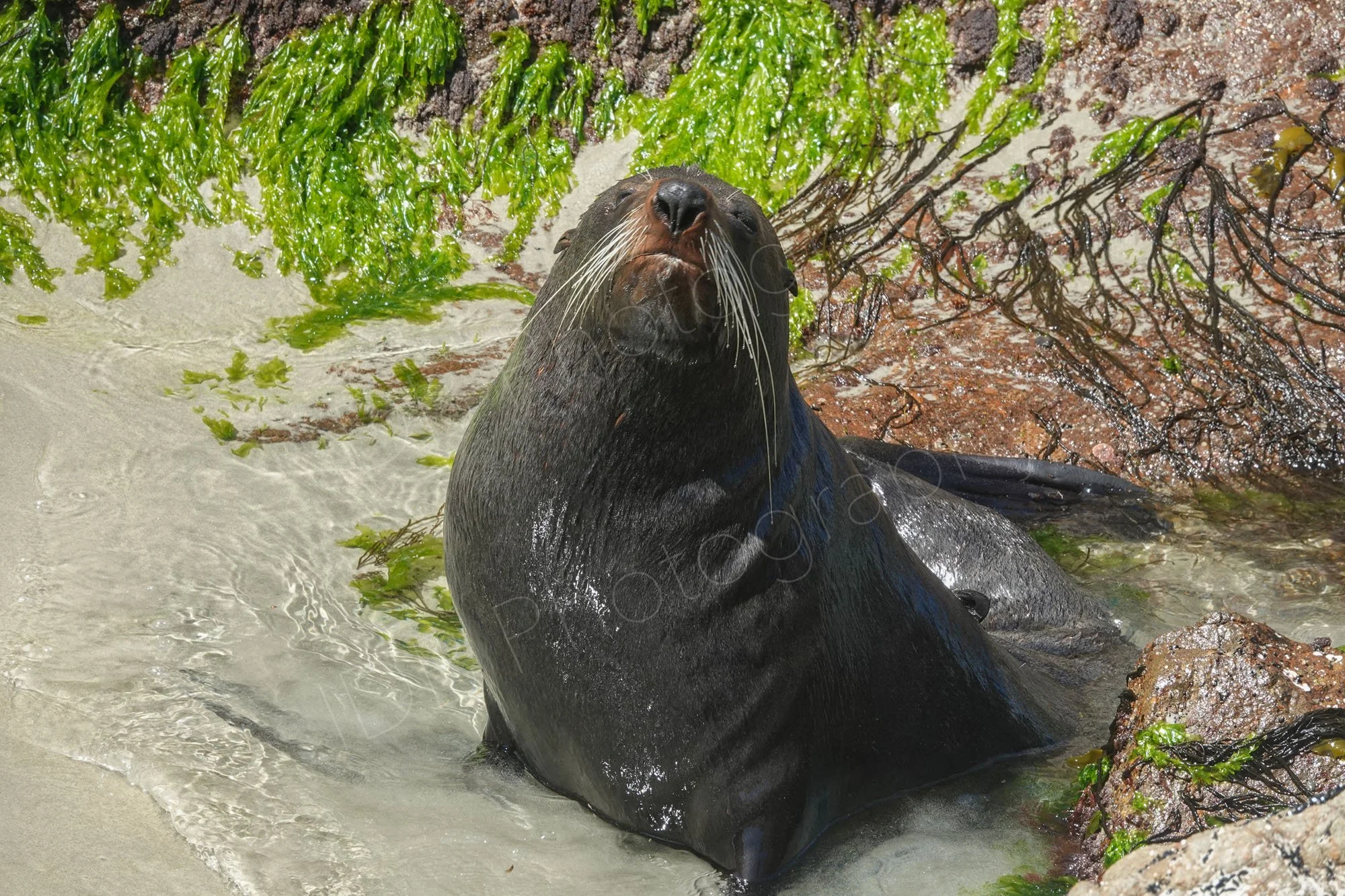 New Zealand Fur Seal sitting in shallow water nose pointing skywards. Allans Beach, Dunedin (also in wildlife section). 