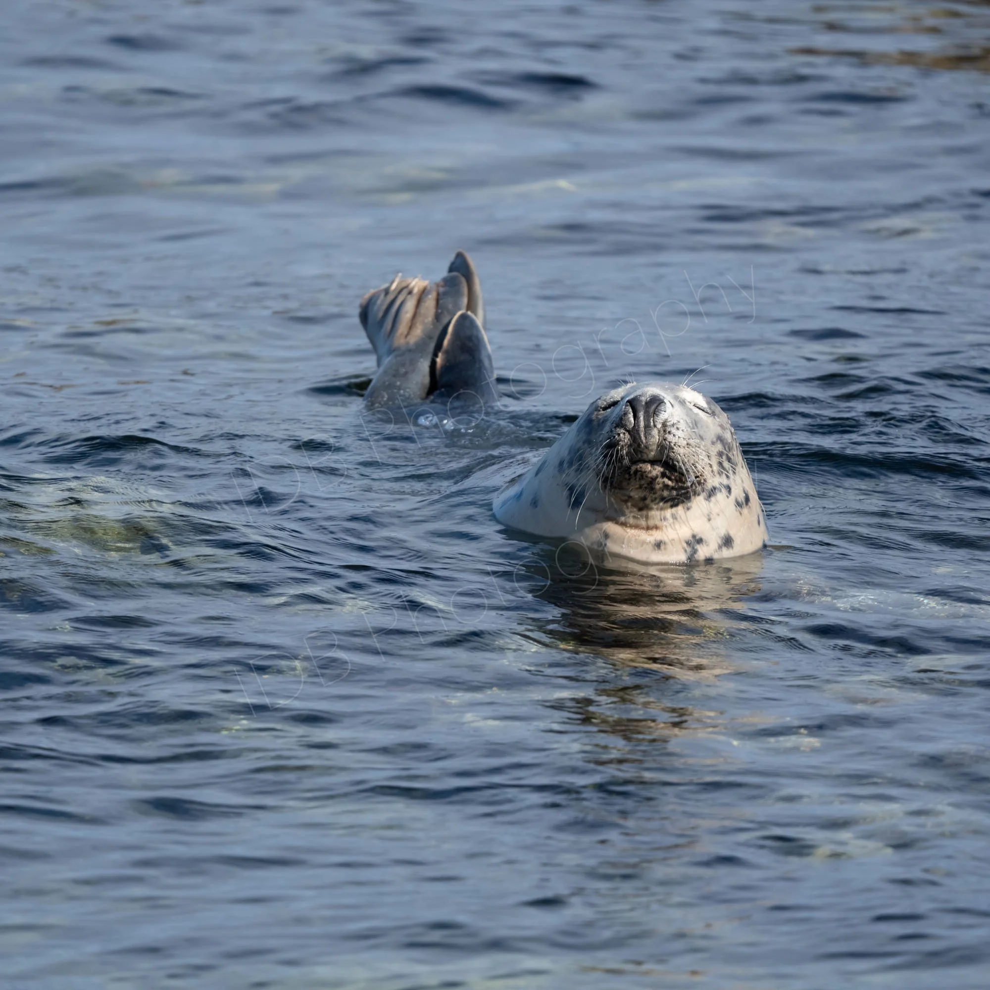 A Grey Seal ((Halichoerus grypus) appearing to sleep while floating in shallow water in the Farne Islands, Northumberland, UK.
