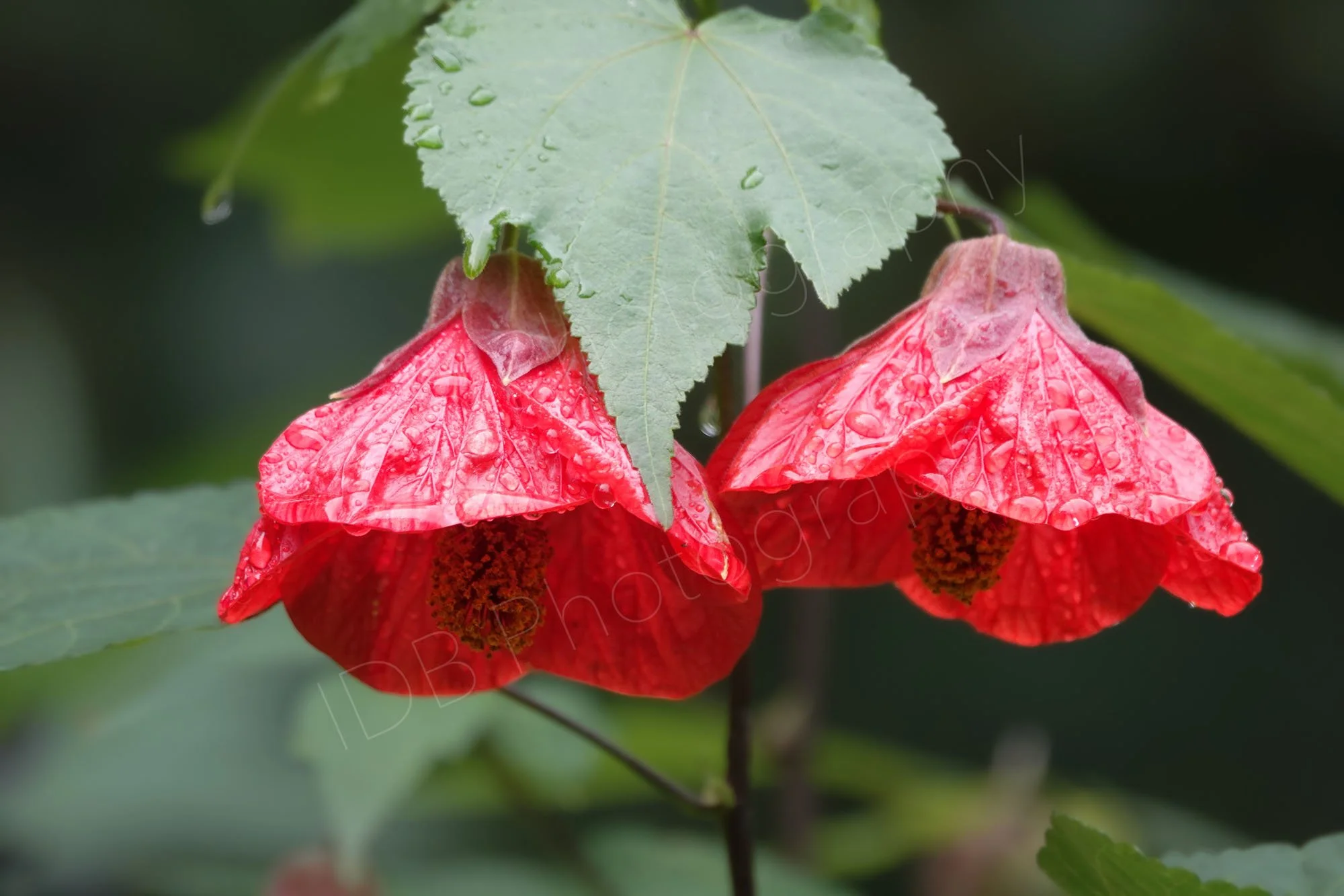 Two wet red flowers of Chinese Lantern (Abutilon × hybridum)  with leafy background.