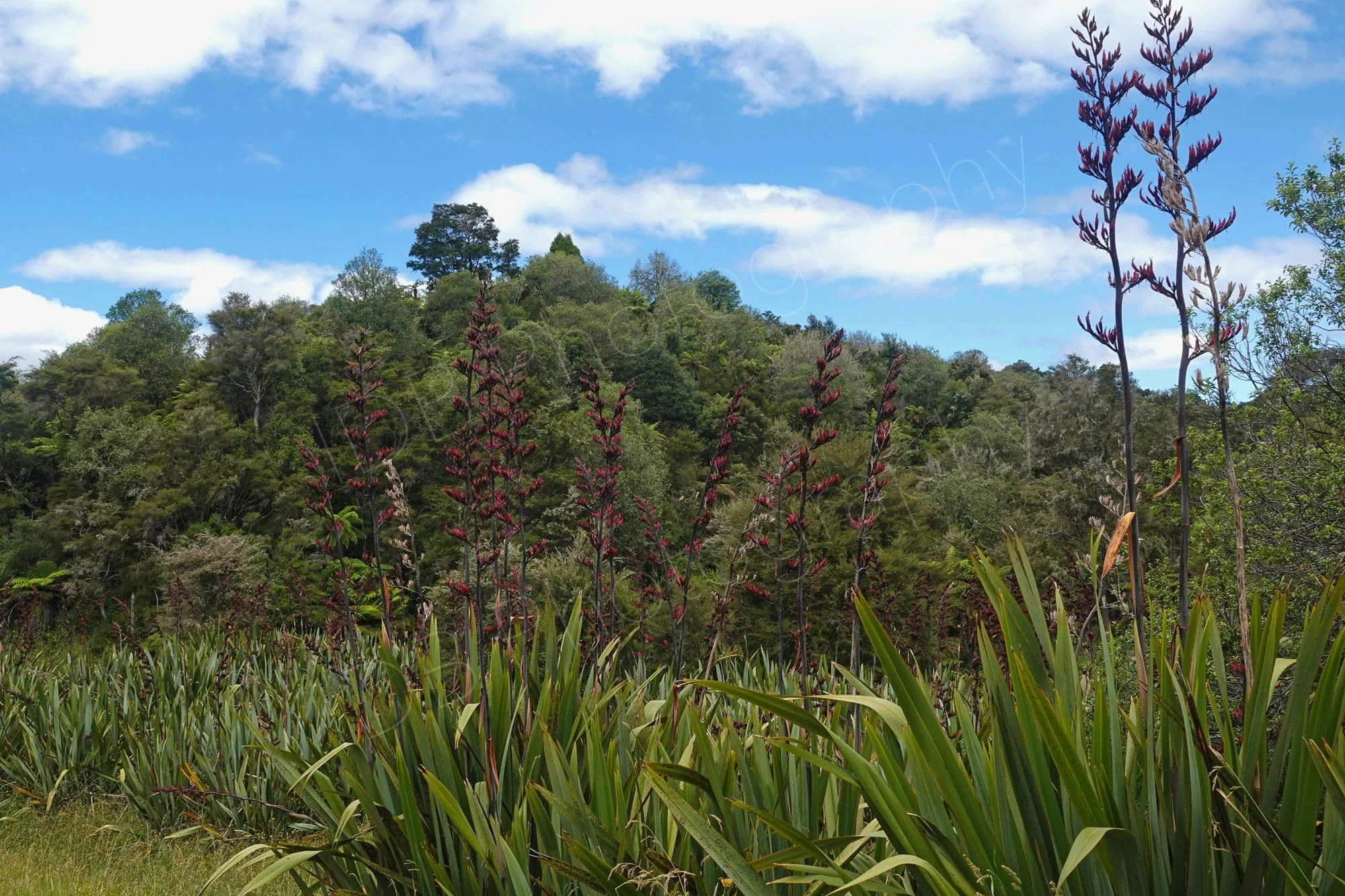 A large number of flowering New Zealand Flax (Phormium Tenax) with trees and sky background at Waimangu Volcanic Valley, NZ.