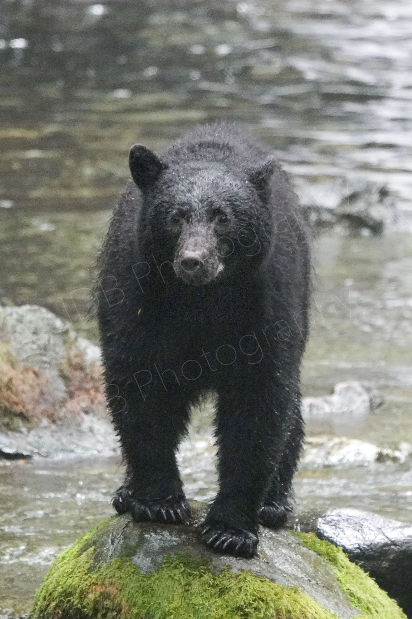 A wet American Black Bear (Ursus americanus) stands on a rock facing the camera with water behind. Vancouver Island, BC, Canada.