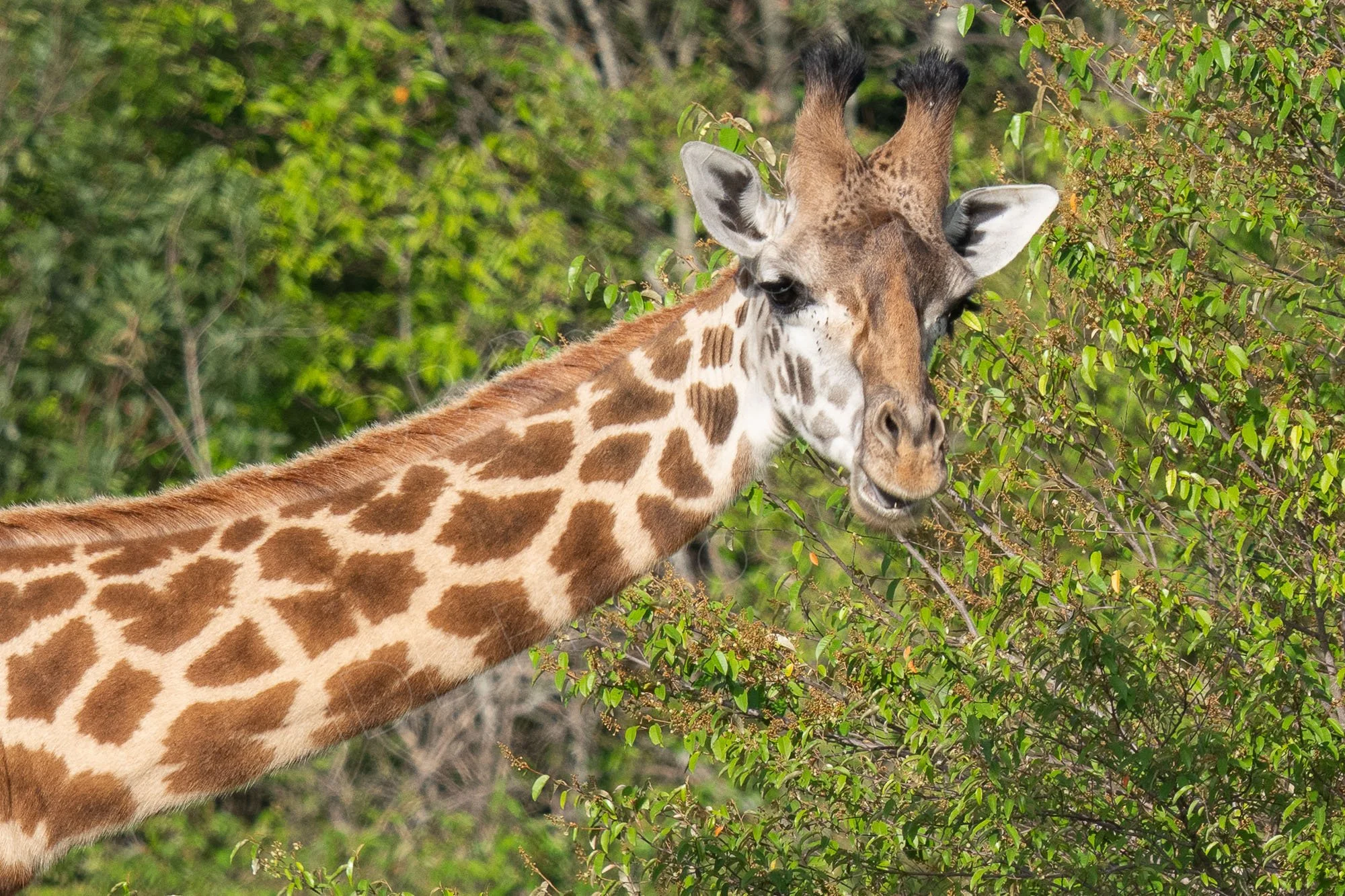 Head and neck of a long-eyelashed Masai giraffe with green shrub background. Masai Mara, Kenya.